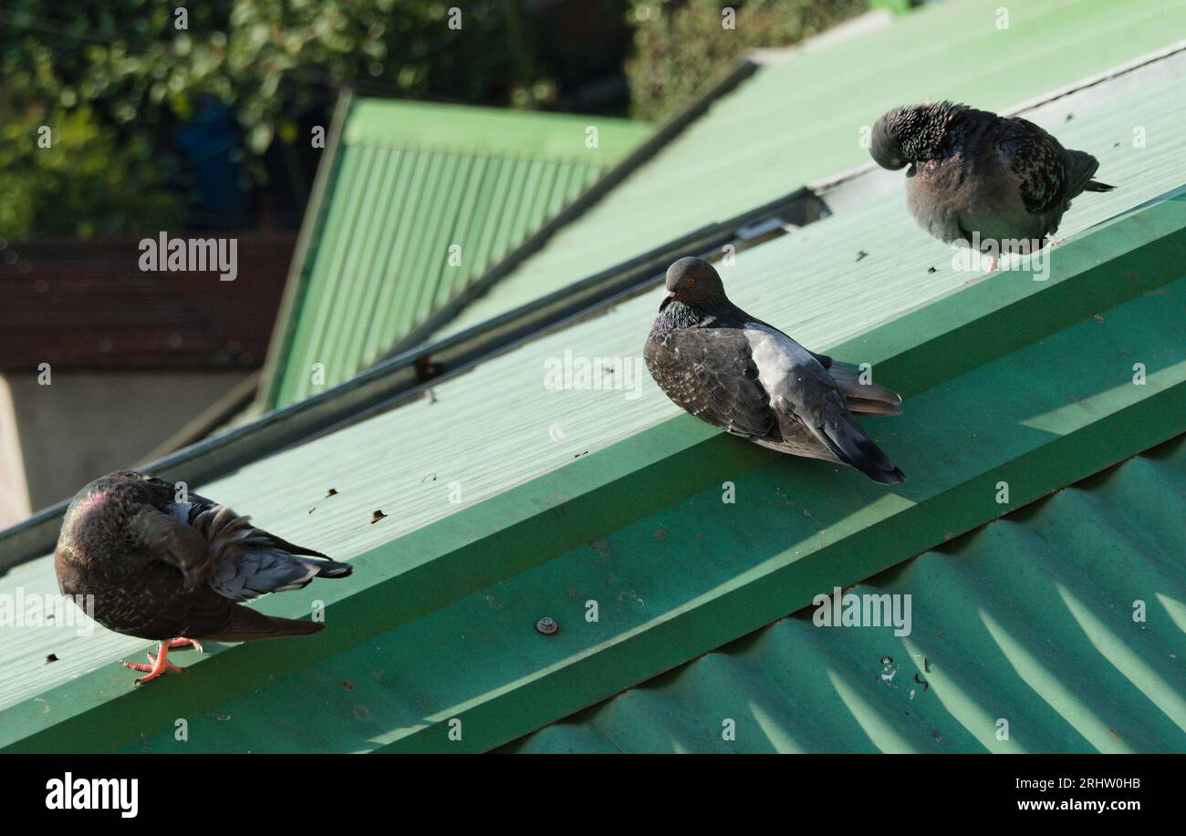 Tauben sitzen im Sonnenlicht auf dem Dach Stockfoto