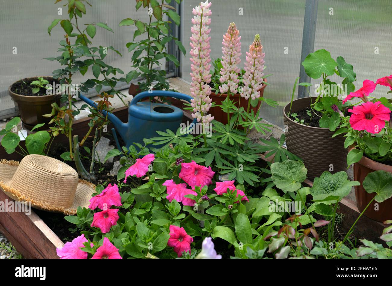 Wunderschöne Blumen aus rosa Lupinen und Petunien mit Hut und Gießkanne im Gewächshaus. Vintage-Haus Garten und Pflanzen Objekte, botanisches Stillleben W Stockfoto