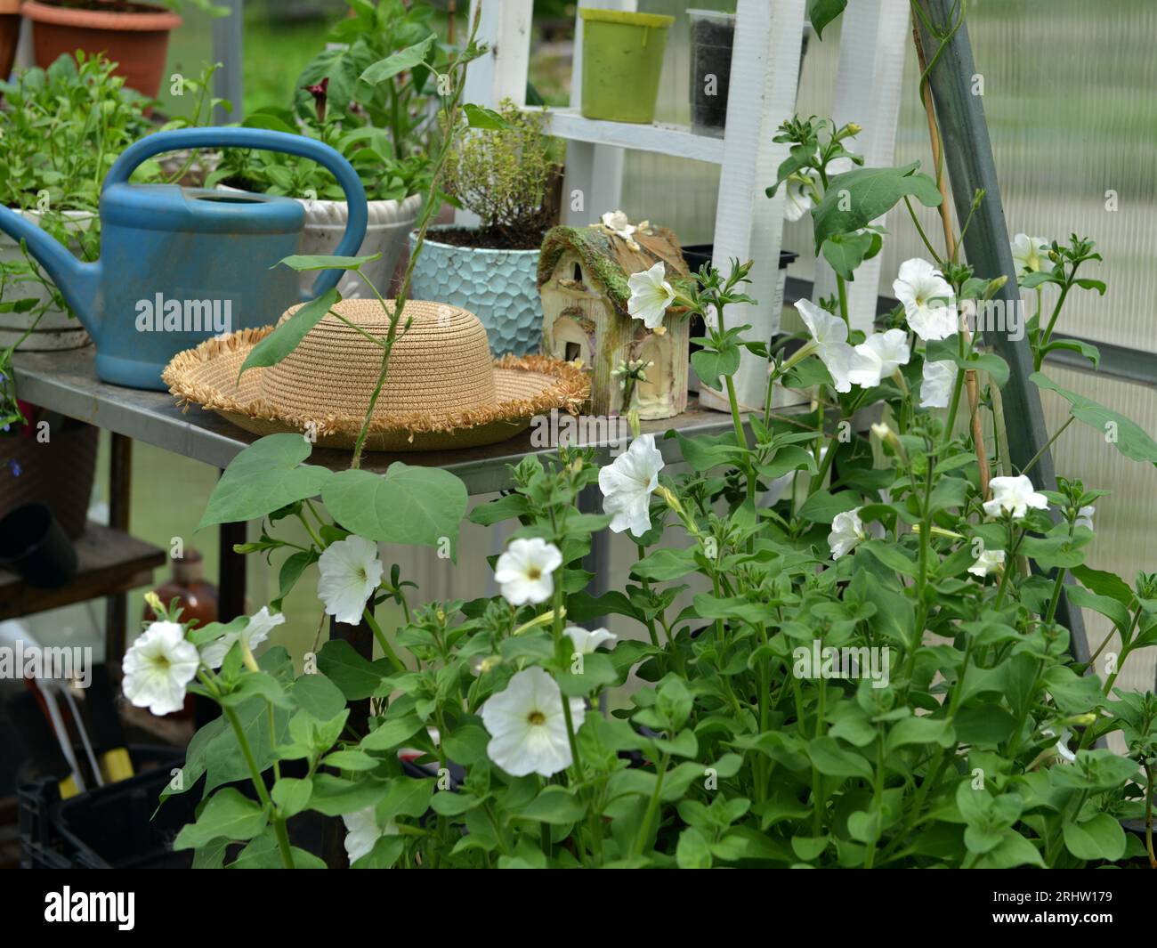 Schöne Blüten der weißen Petunien im Gewächshaus. Vintage-Garten und Pflanzobjekte, botanisches Stillleben mit Sommer- und Frühlingspflanzen Stockfoto