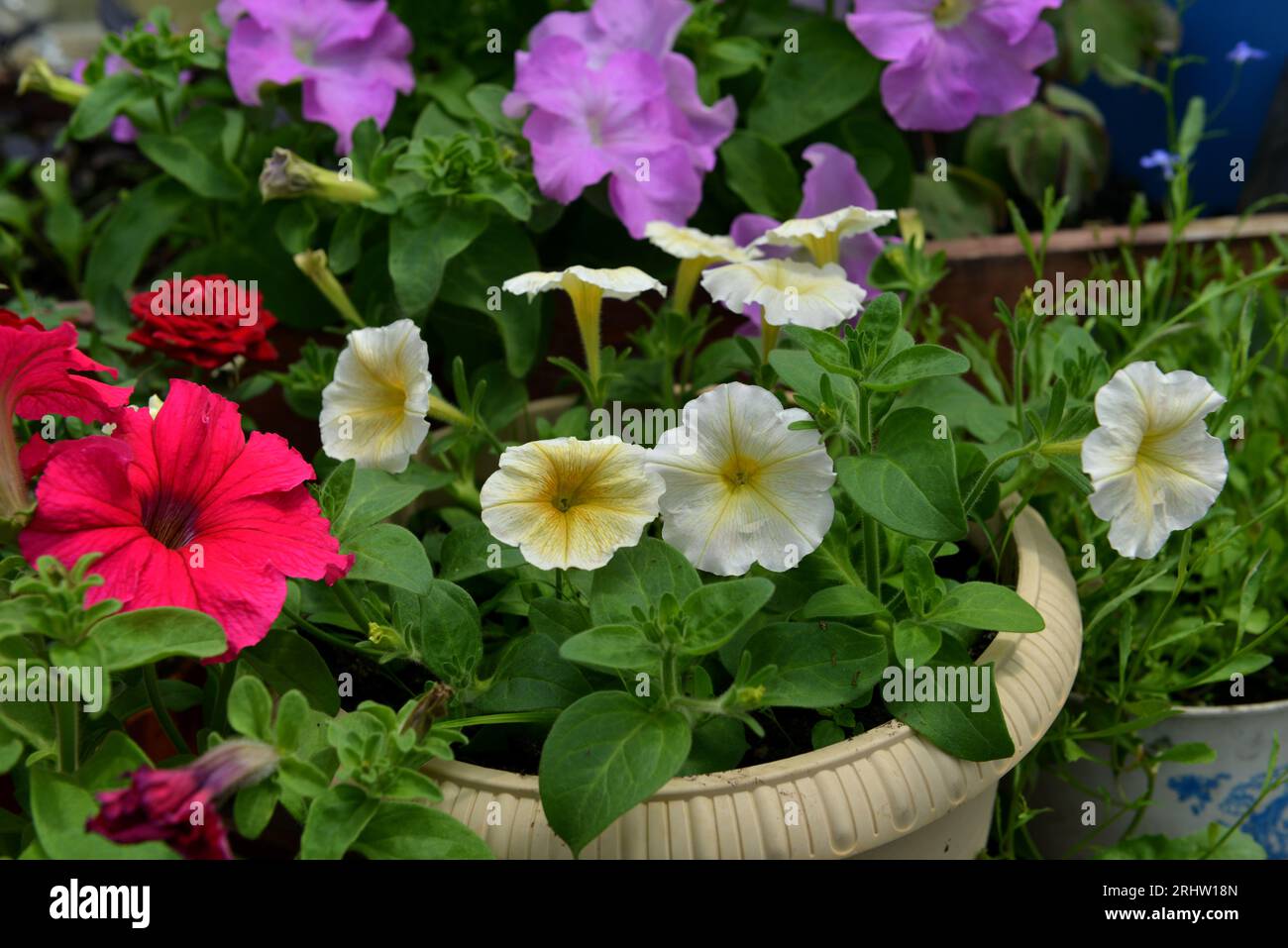 Schöne Blüten der gelben Petunien im Gewächshaus. Vintage-Garten und Pflanzobjekte, botanisches Stillleben mit Sommer- und Frühlingspflanzen Stockfoto