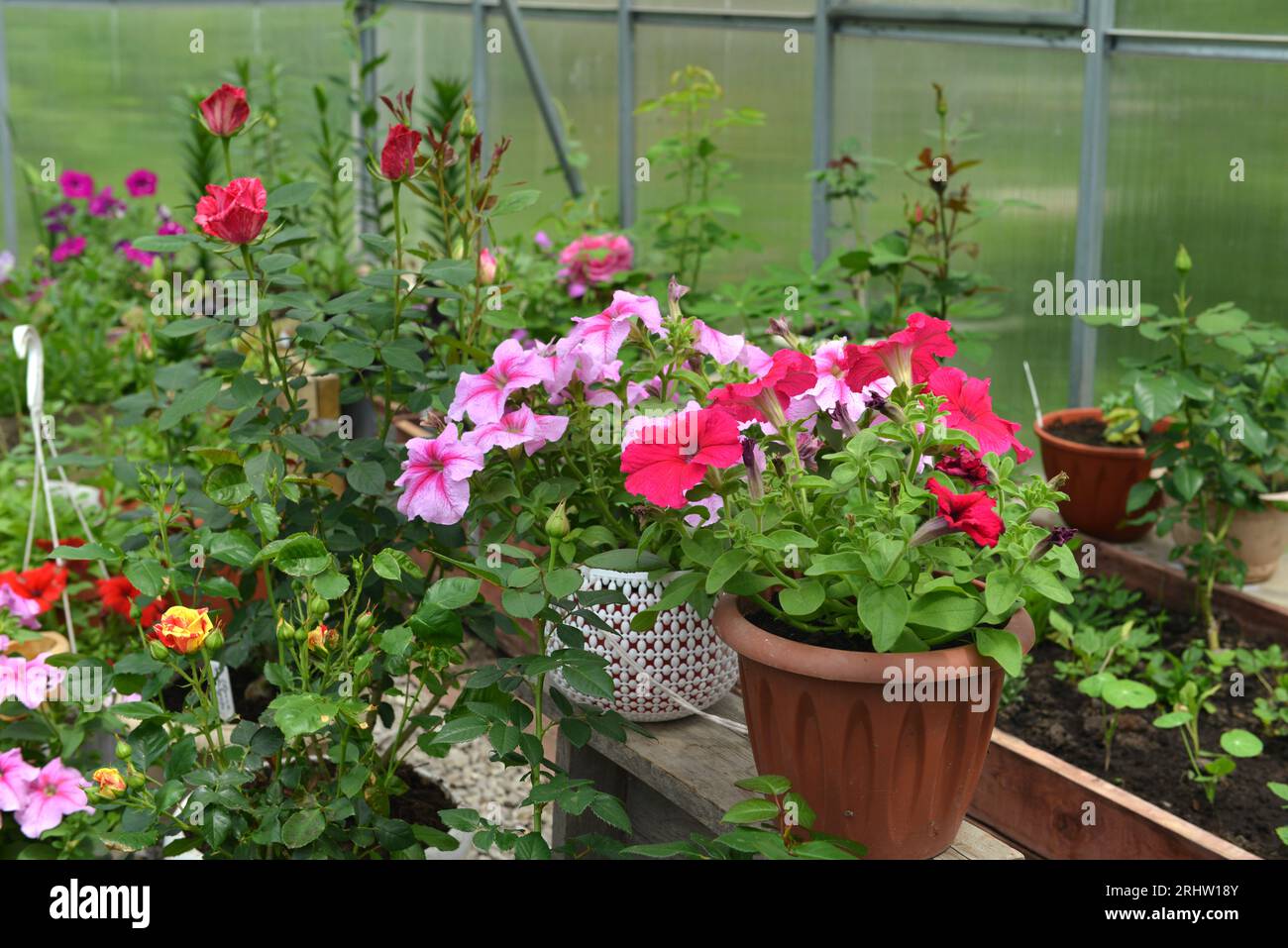 Wunderschöne Blumen aus rosa Petunien und Rose in Töpfen im Gewächshaus. Vintage-Garten und Pflanzobjekte, botanisches Stillleben mit Sommer und Sprung Stockfoto