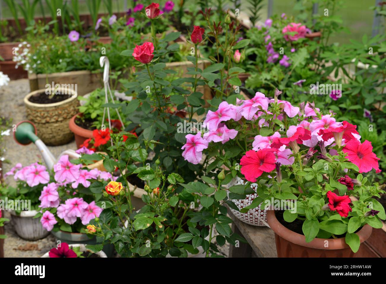 Schöne Blumen aus rosa und flieder Petuia im Gewächshaus. Vintage-Garten und Pflanzobjekte, botanisches Stillleben mit Sommer- und Frühlingspflanzen Stockfoto