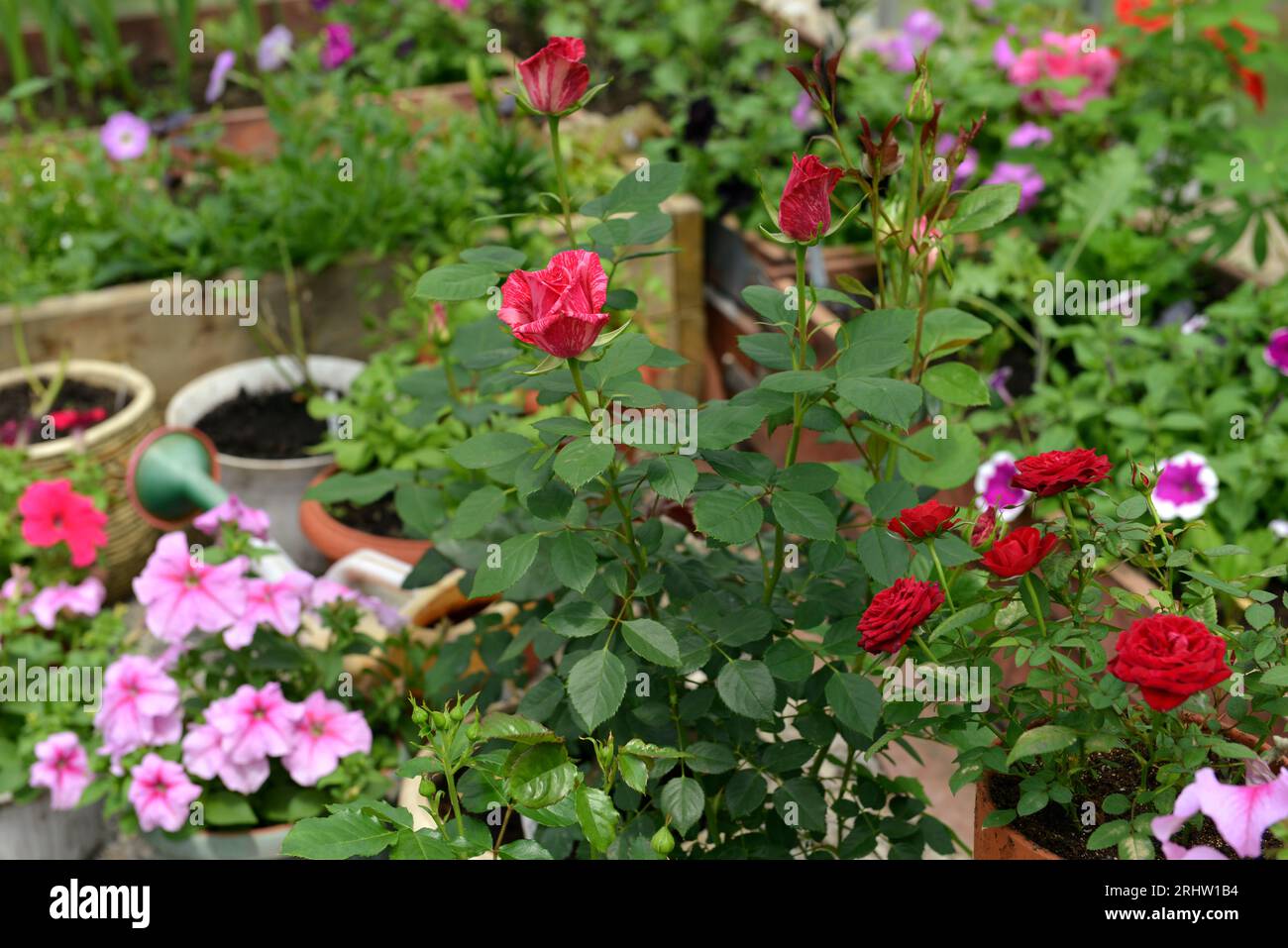 Schöne Blumen von Rosen und Petunien im Gewächshaus. Vintage-Garten und Pflanzobjekte, botanisches Stillleben mit Sommer- und Frühlingspflanzen Stockfoto