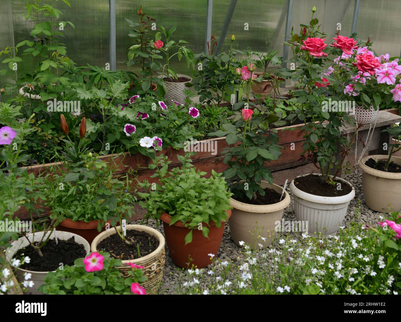 Wunderschöne Blumen von Petunien, Lilien und Rosen im Gewächshaus. Vintage-Garten und Pflanzobjekte, botanisches Stillleben mit Sommer- und Frühlingsplan Stockfoto