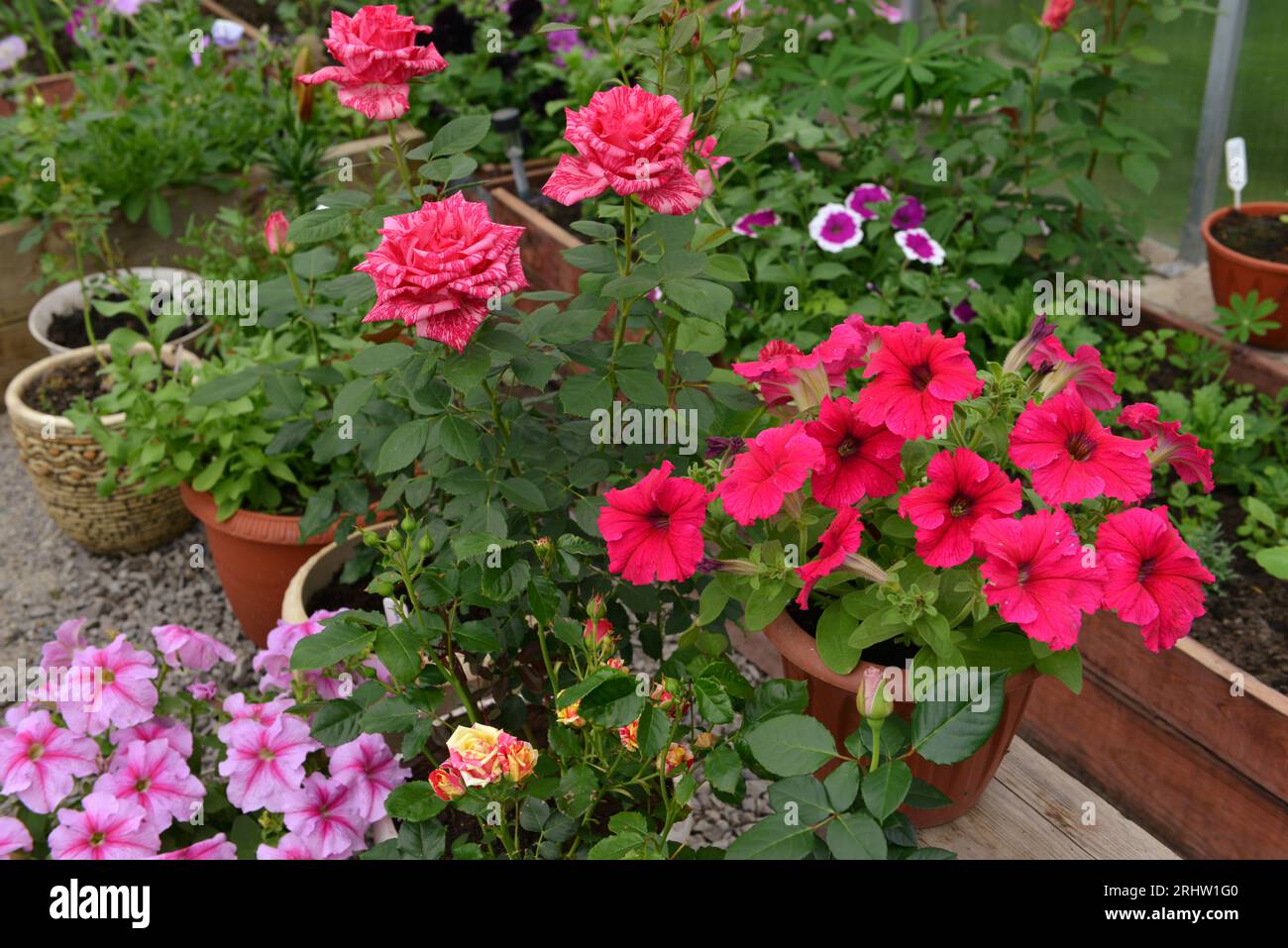 Schöne Blumen aus rosa Rose und Petunien im Gewächshaus. Vintage-Garten und Pflanzobjekte, botanisches Stillleben mit Sommer- und Frühlingspflanzen Stockfoto