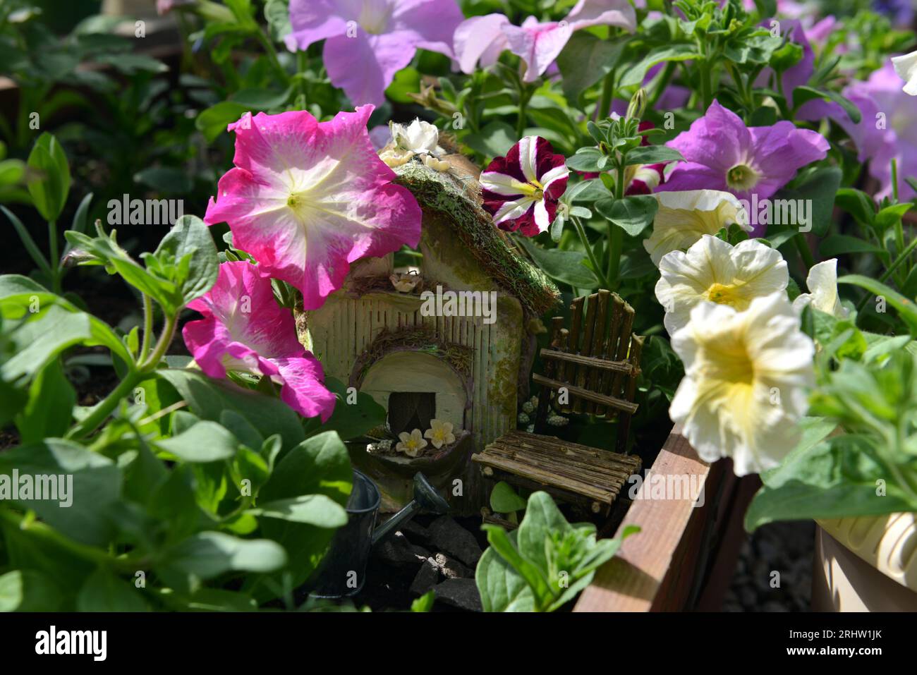 Wunderschöne Petunienblumen mit niedlichem Puppenhaus im Gewächshaus. Vintage-Garten und Pflanzobjekte, botanisches Stillleben mit Sommer und Frühling Stockfoto