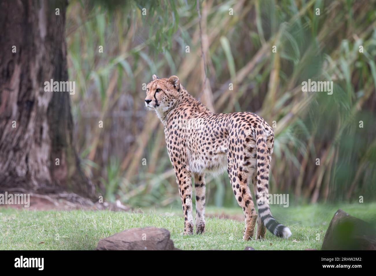 Ein einzelner erwachsener Gepard (Acinonyx jubatus) steht majestätisch, in Halbprofil-Haltung und starrt in der Ferne ab. Stockfoto