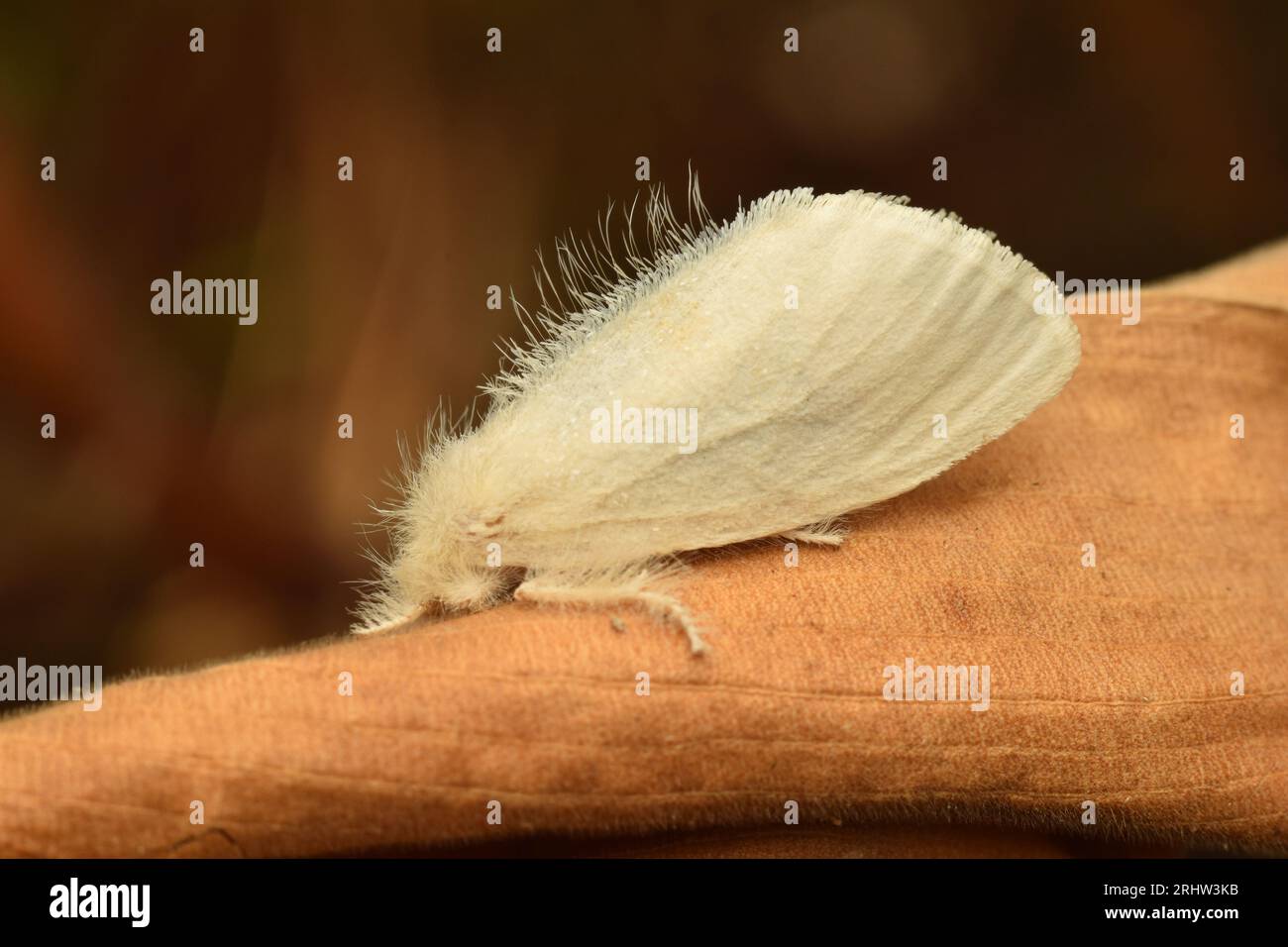 Weiße Motte auf getrocknetem Blatt. Schwanenmotte Stockfoto