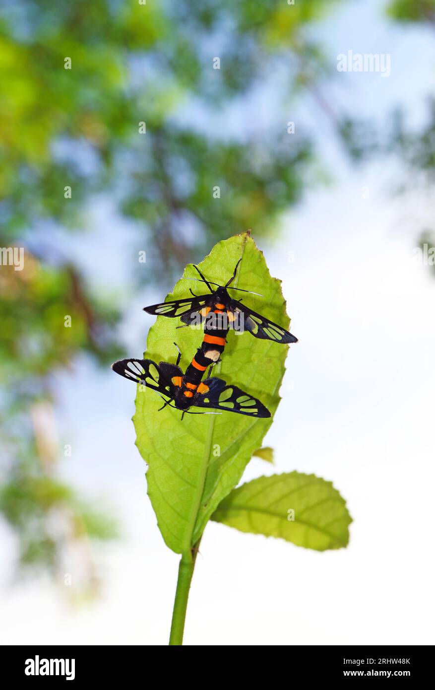 Paar Schmetterlinge mit klarem Flügel, die sich auf dem grünen Blatt paaren Stockfoto