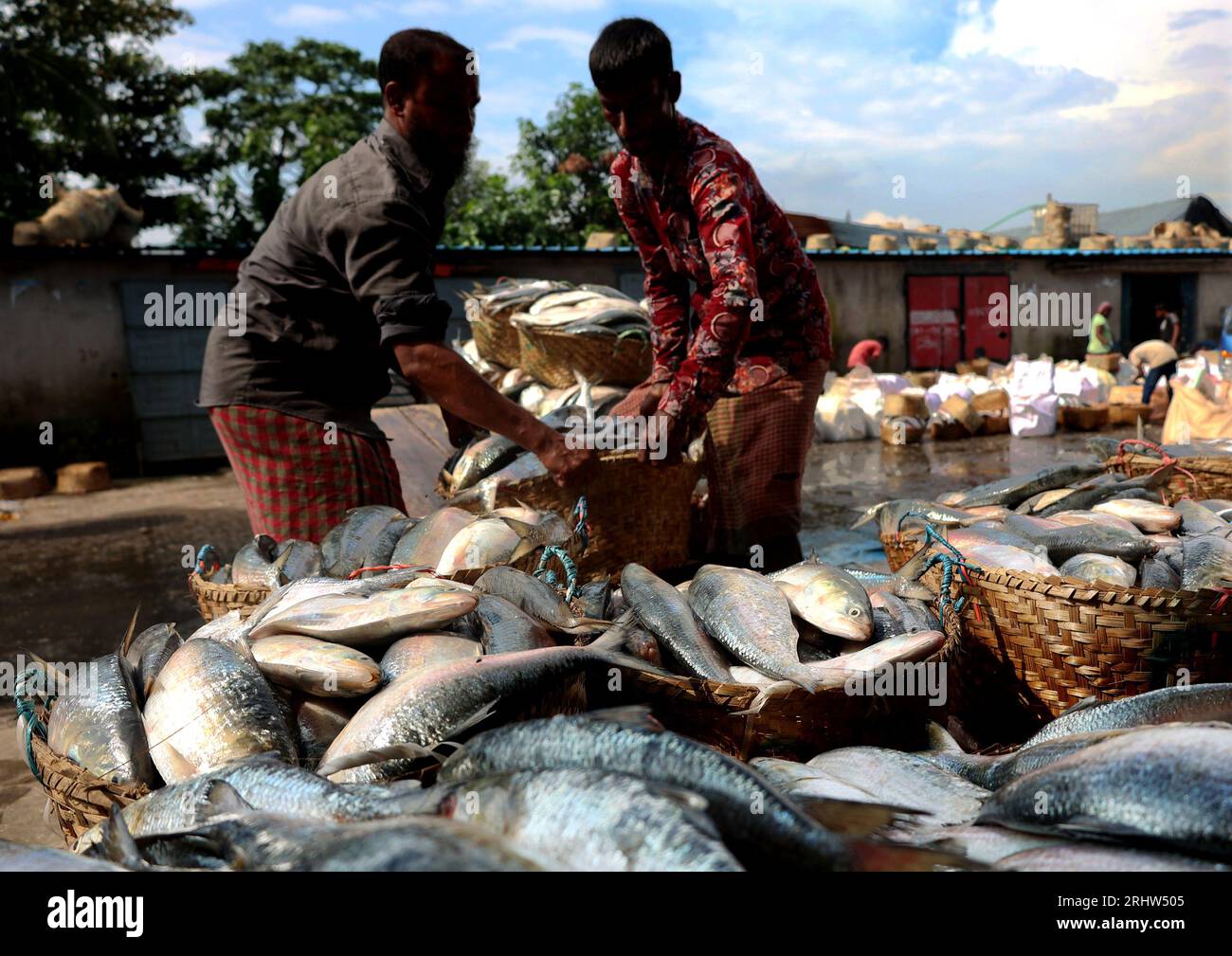Chittagong, Fischerei Ghat, Bangladesch. Aug. 2023. August 2023. Chittagong, Bangladesch: Der Großhandelsmarkt für die Fischerei in Chittagong, Bangladesch, hat sich während der Hilsa-Fischsaison angesammelt. Der nationale Fisch von Bangladesch, hilsa, wird an Einzelhändler verkauft, nachdem er aus dem Meer gewonnen wurde. Die Fischer freuen sich, mehr Hilsa im Meer zu finden. (Bild: © Mohammed Shajahan/ZUMA Press Wire) NUR REDAKTIONELLE VERWENDUNG! Nicht für kommerzielle ZWECKE! Stockfoto