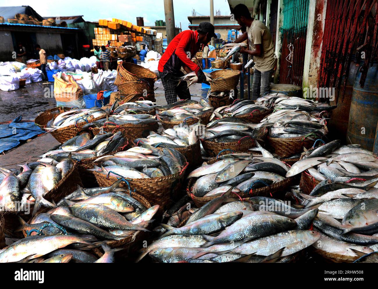 Chittagong, Fischerei Ghat, Bangladesch. Aug. 2023. August 2023. Chittagong, Bangladesch: Der Großhandelsmarkt für die Fischerei in Chittagong, Bangladesch, hat sich während der Hilsa-Fischsaison angesammelt. Der nationale Fisch von Bangladesch, hilsa, wird an Einzelhändler verkauft, nachdem er aus dem Meer gewonnen wurde. Die Fischer freuen sich, mehr Hilsa im Meer zu finden. (Bild: © Mohammed Shajahan/ZUMA Press Wire) NUR REDAKTIONELLE VERWENDUNG! Nicht für kommerzielle ZWECKE! Stockfoto