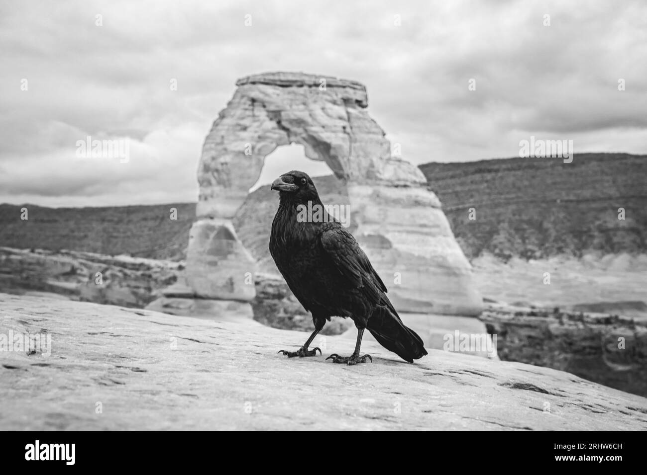 Schwarze Krähe am zarten Bogen im Arches-Nationalpark in utah, usa Stockfoto