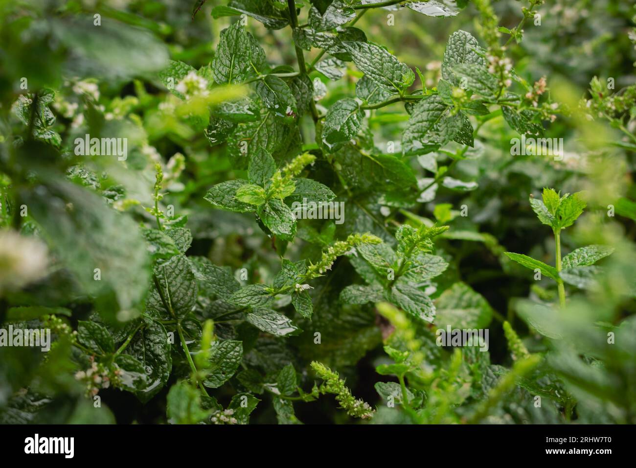 Nahaufnahme von grünen Blättern. Frische Minzblätter. Detaillierter Grashintergrund. Natürliches Muster. Gartenpflanzen Hintergrund. Medizinische Pfefferminzpflanze. Botanik-Konzept. Stockfoto