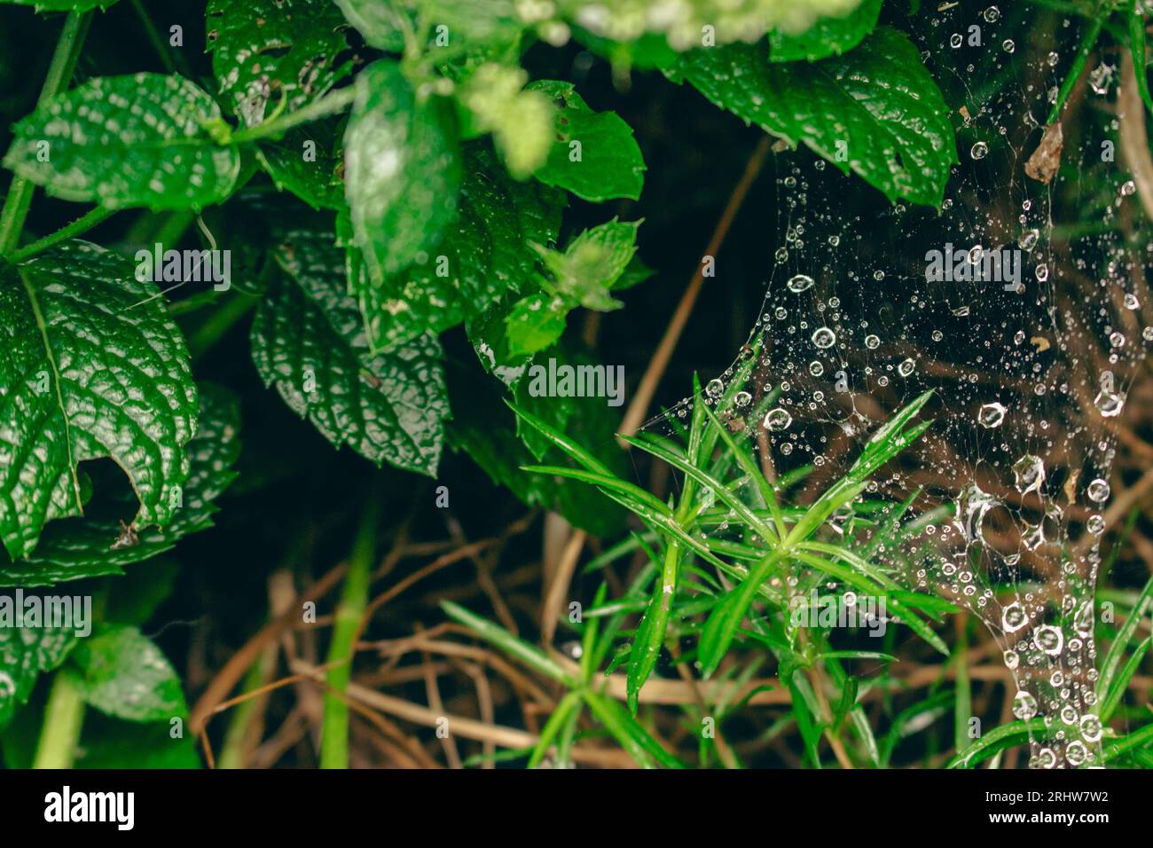 Regentropfen auf Spinnennetz im Gras. Wassertropfen auf dem Spinnennetz. Sommerlandschaft, Nahaufnahme. Minzblätter mit Wassertropfen. Natürliches Muster, Nahaufnahme. Stockfoto