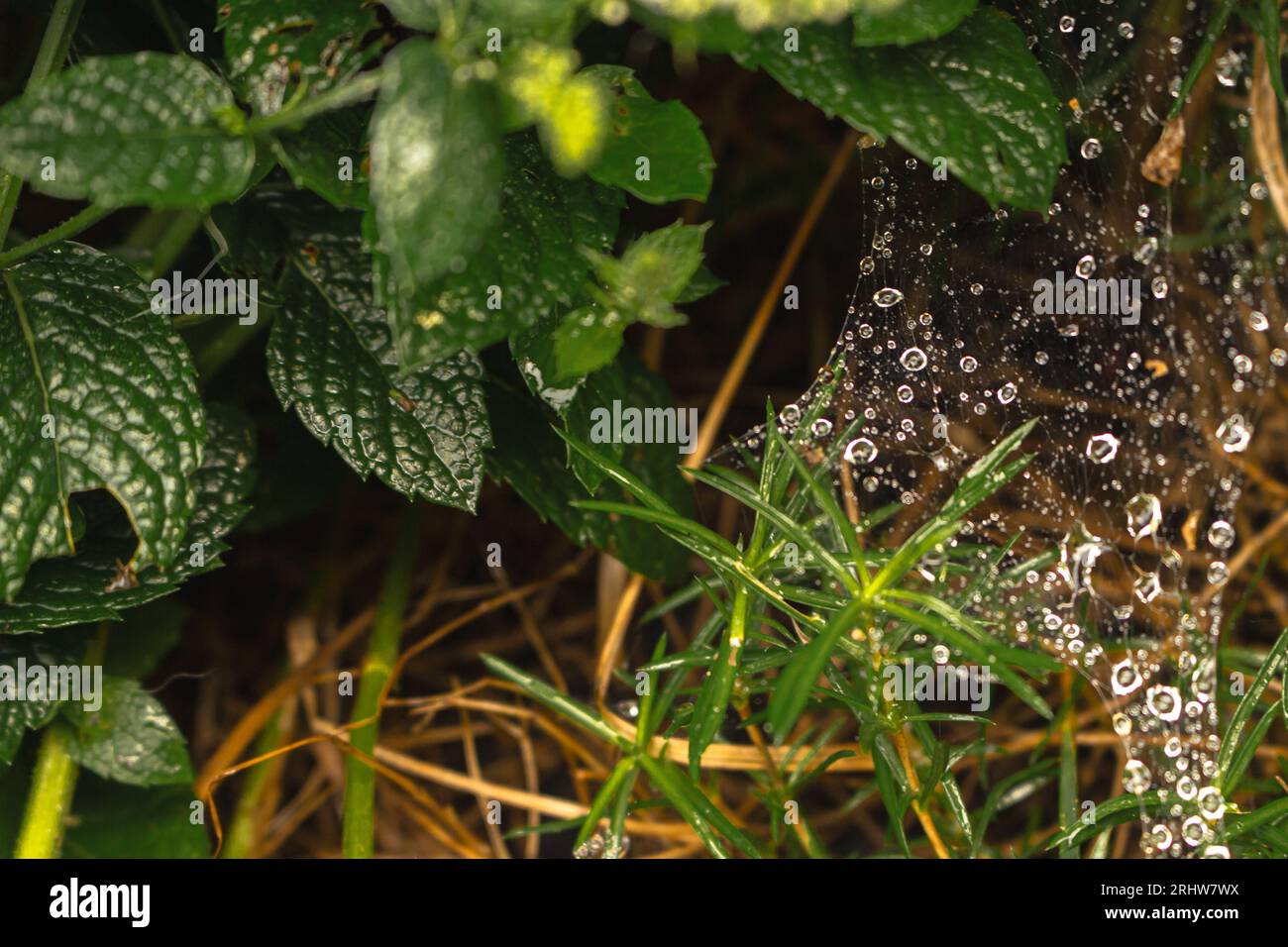 Regentropfen auf Spinnennetz im Gras. Wassertropfen auf dem Spinnennetz. Sommerlandschaft, Nahaufnahme. Minzblätter mit Wassertropfen. Natürliches Muster, Nahaufnahme. Stockfoto