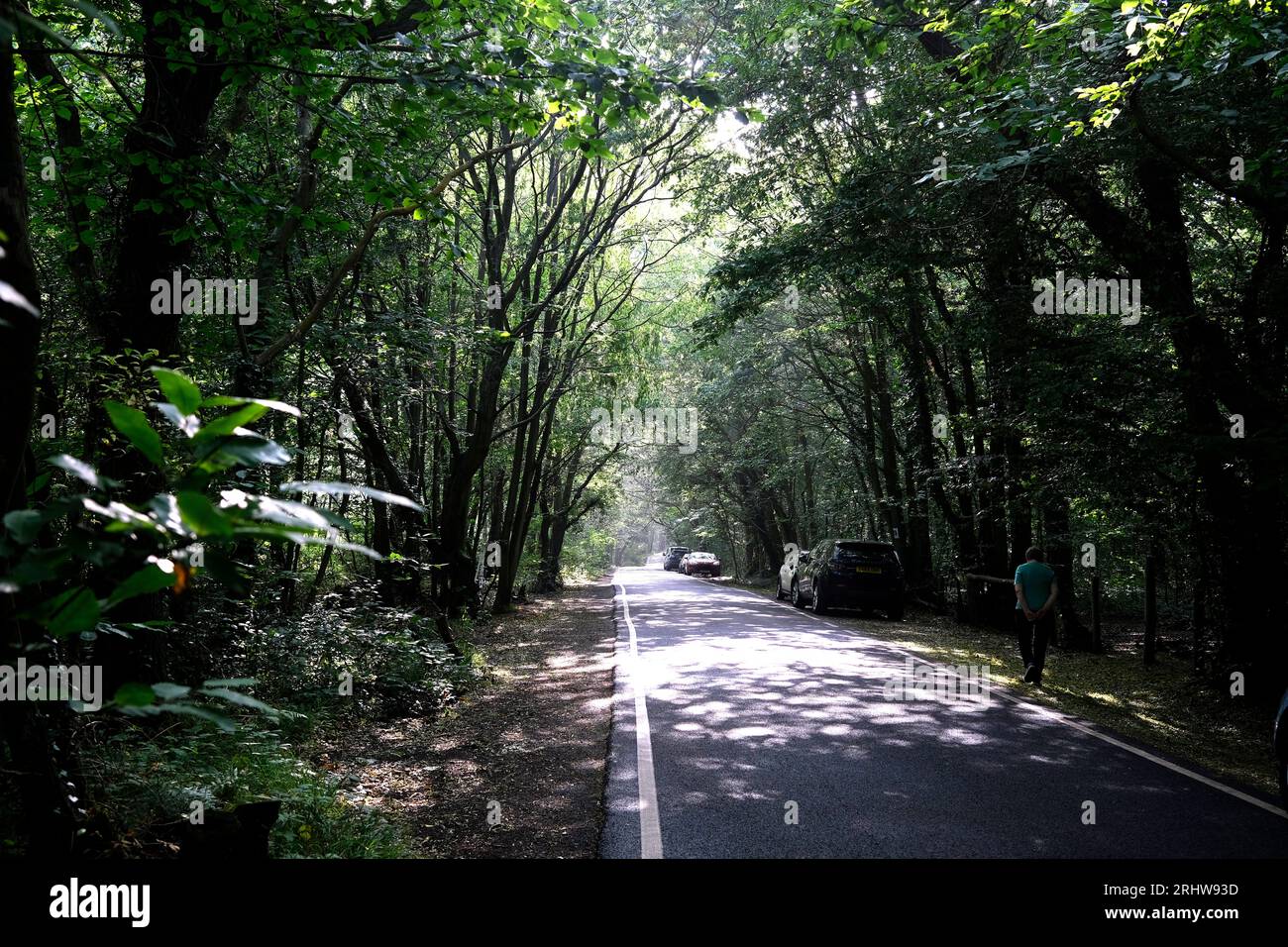 east Blean Woods in der Stadt canterbury, kent County, uk, 18. august 2023 Stockfoto