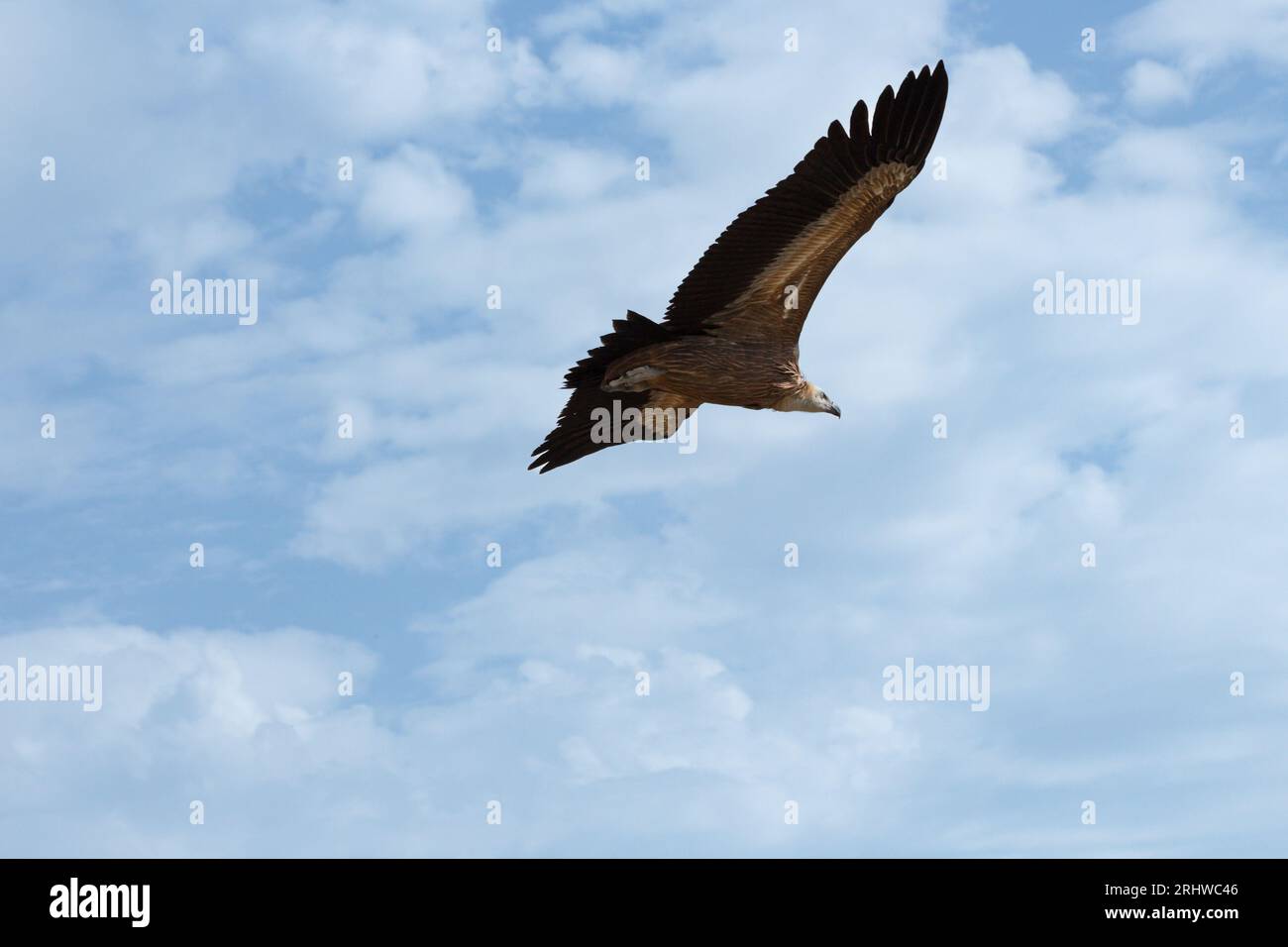 Rückseite von Gyps fulvus fliegen mit Wolken im Hintergrund im Parc Natural dels Voltors, Alcoi, Spanien Stockfoto