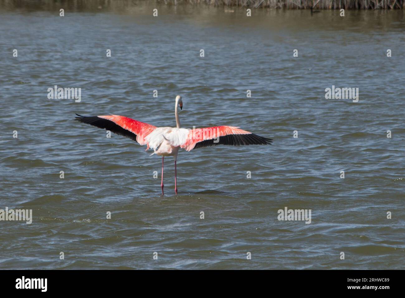 Größere Flamingos mit Flügeln, die auf den Gewässern des El Hondo Naturparks, Spanien, landen Stockfoto