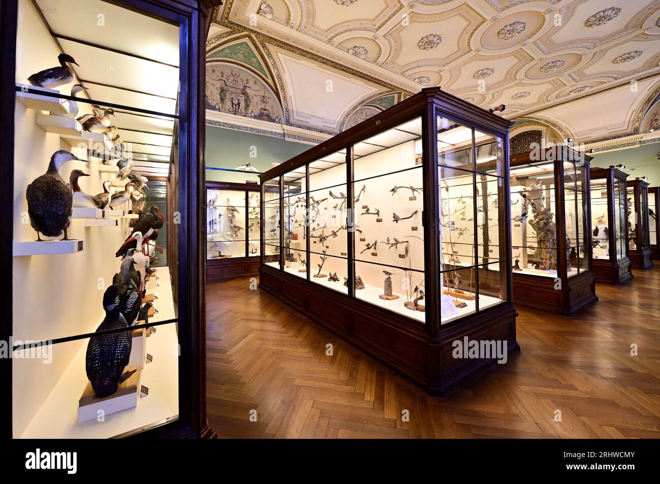 Wien, Österreich. August 2023. Naturkundemuseum Burgring 7, 1010 Wien. Die Vogelsammlung im Museum Stockfoto