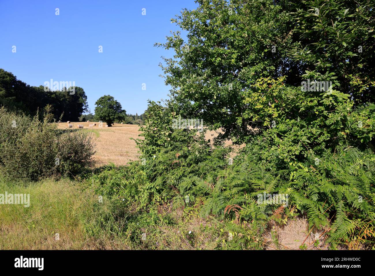 Végétation dans la Nature. Fougères ou Filicophytes (Filicophyta) dans la campagne en Corrèze. Limousin, Nouvelle Aquitaine, Frankreich, Europa Stockfoto