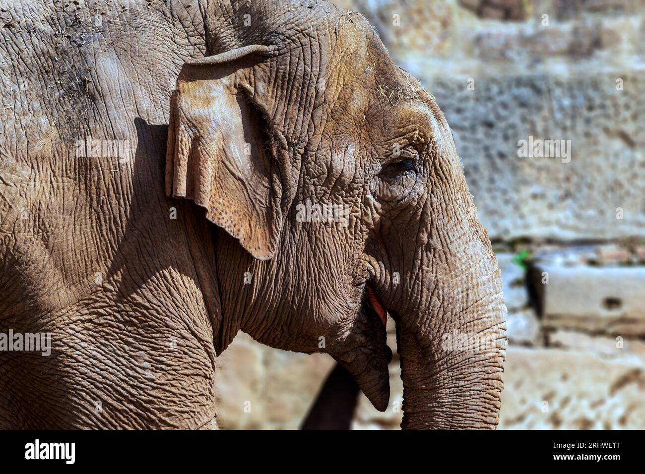 Asiatischer Elefant. Nahaufnahme des Gesichts. Stockfoto