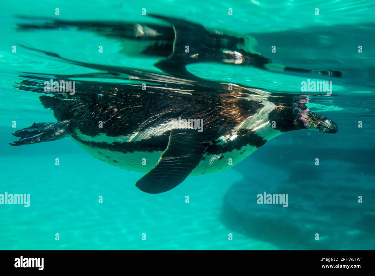 Humboldt-Pinguin, der unter Wasser schwimmt. Stockfoto