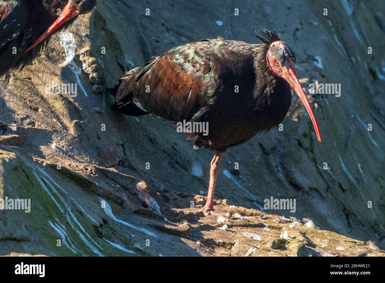 Nordkahlköpfiger Ibis Stockfoto