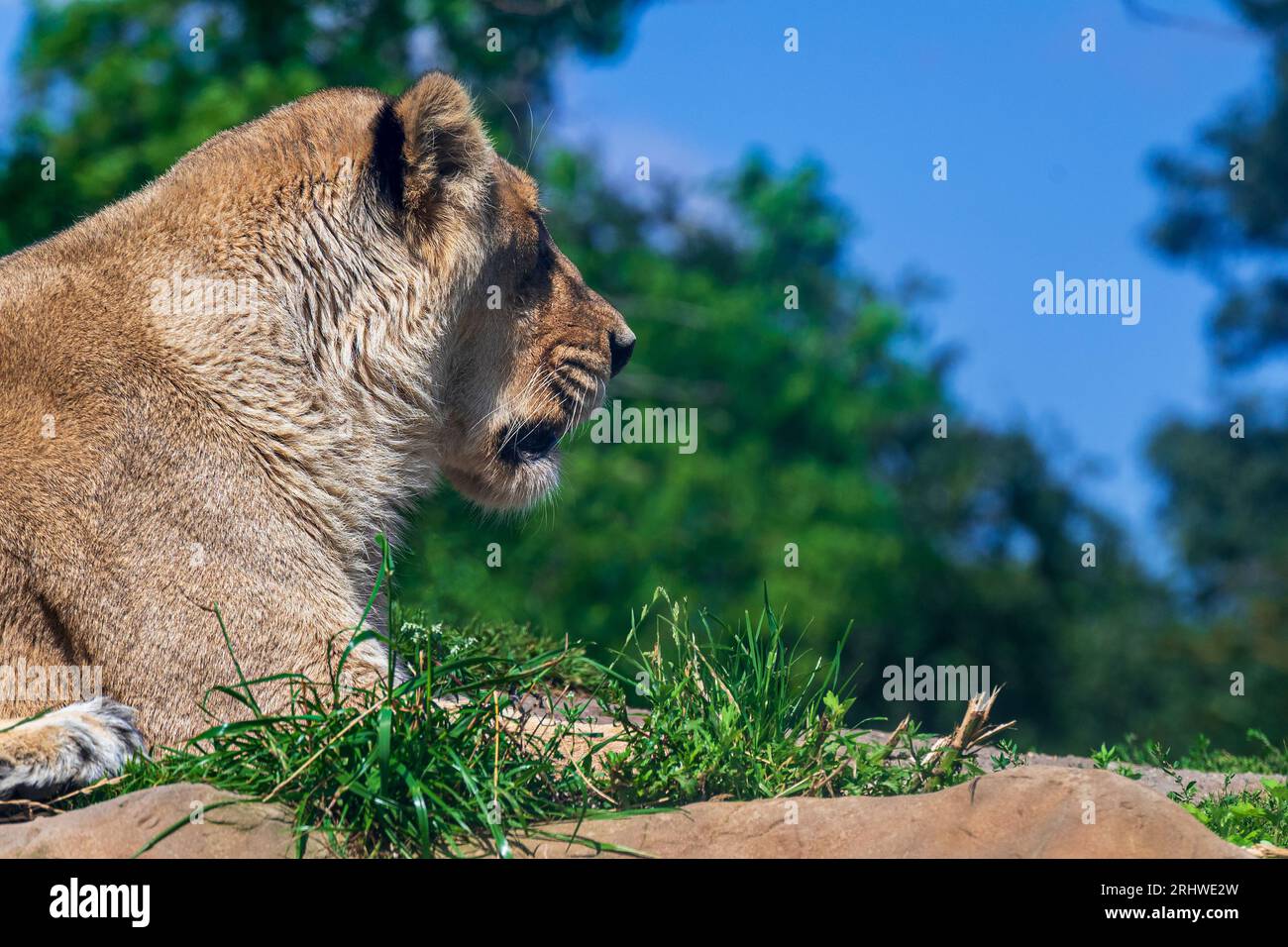 Eine asiatische Löwe sonnt sich im Sonnenschein Stockfoto