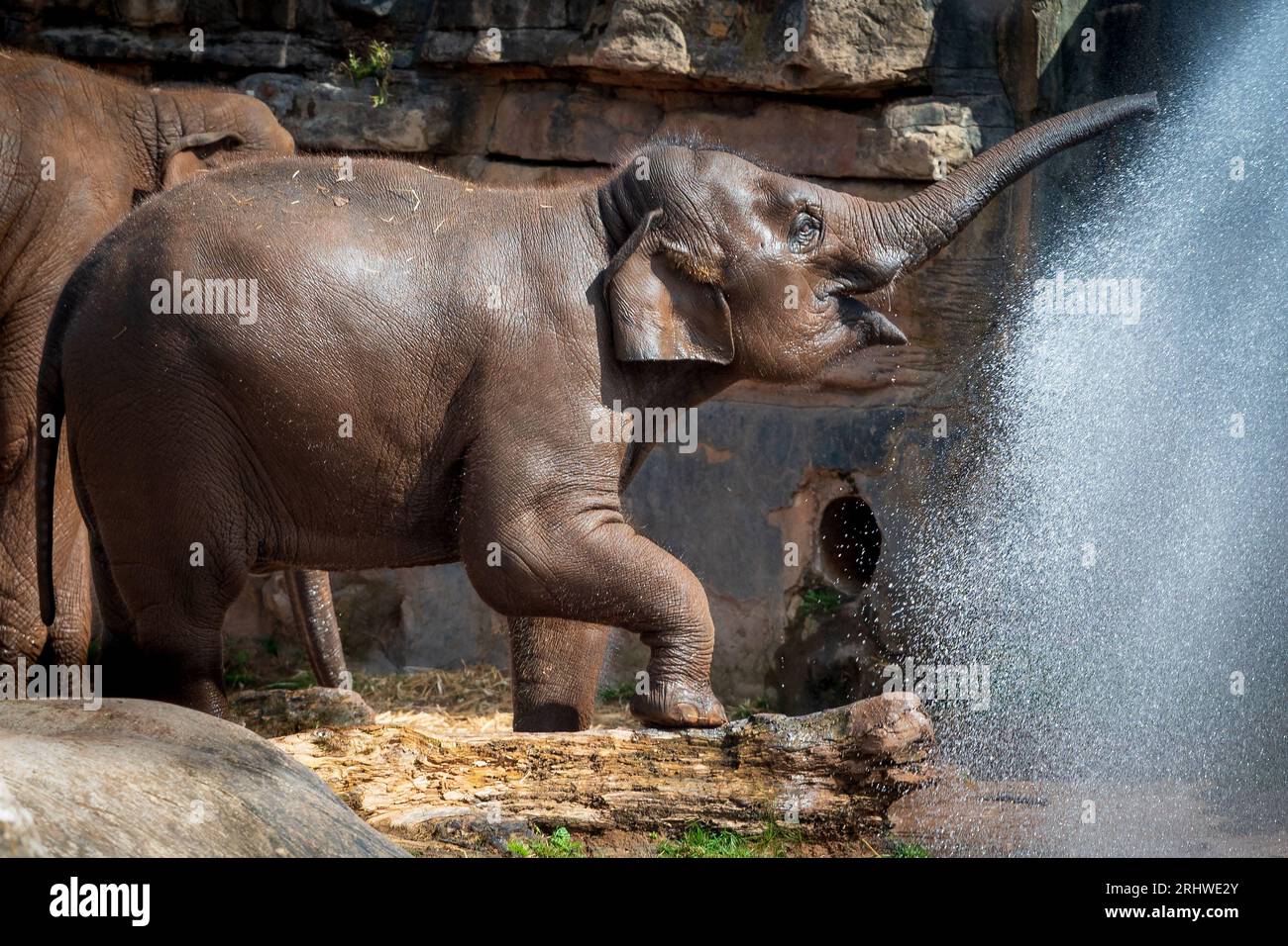 Asiatischer Elefant, der an einem heißen Tag mit Wasser besprüht wird. Stockfoto