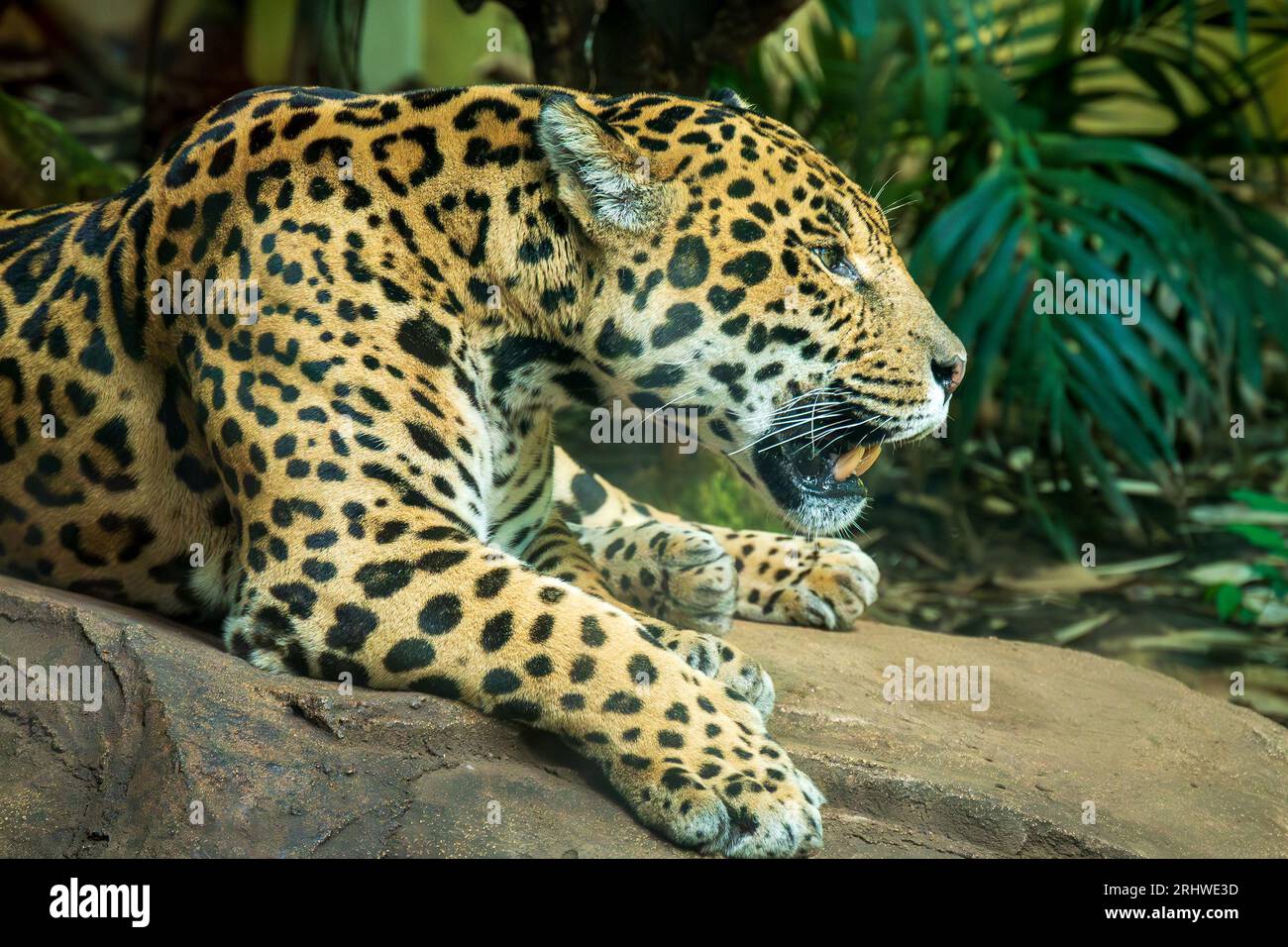 Ein ruhender Jaguar. Stockfoto