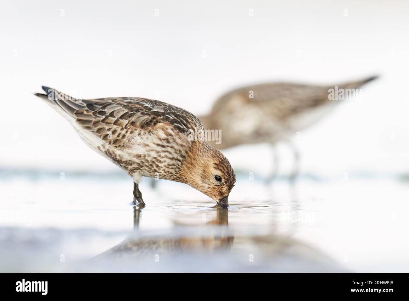 Water oder Shorebird, The dunlin (Calidris alpina) Stockfoto