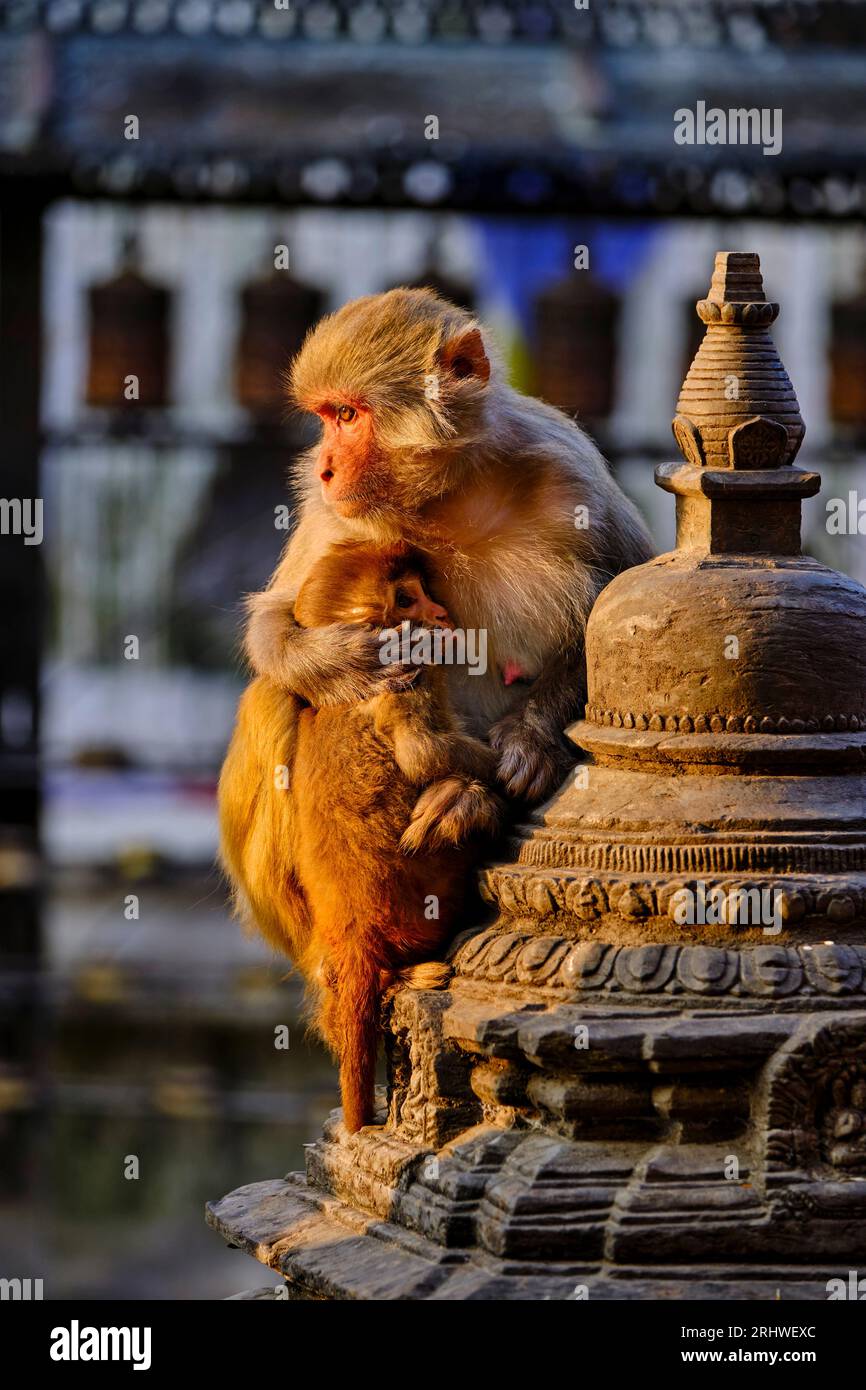 Nepal, Kathmandu-Tal, Swayambunath buddhistische Stupa, auch der Tempel der Affen genannt, weil viele Rhesusaffen bevölkert sind Stockfoto