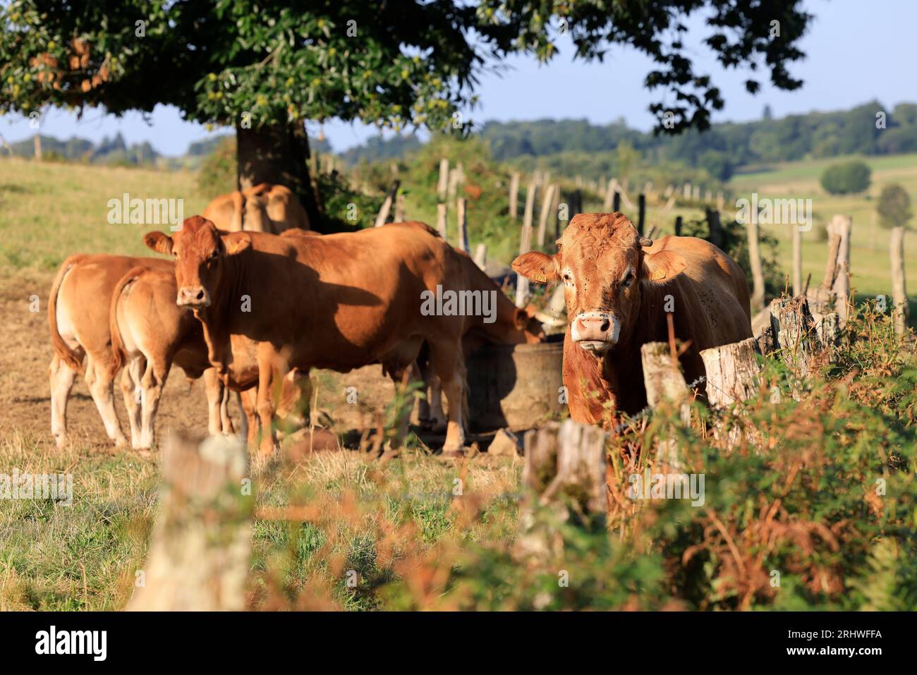 Vaches à viande Limousinen dans la campagne du Limousin. Cette Race de Vache EST Internationalement Connue. Corrèze, Limousin, Frankreich, Europa Stockfoto