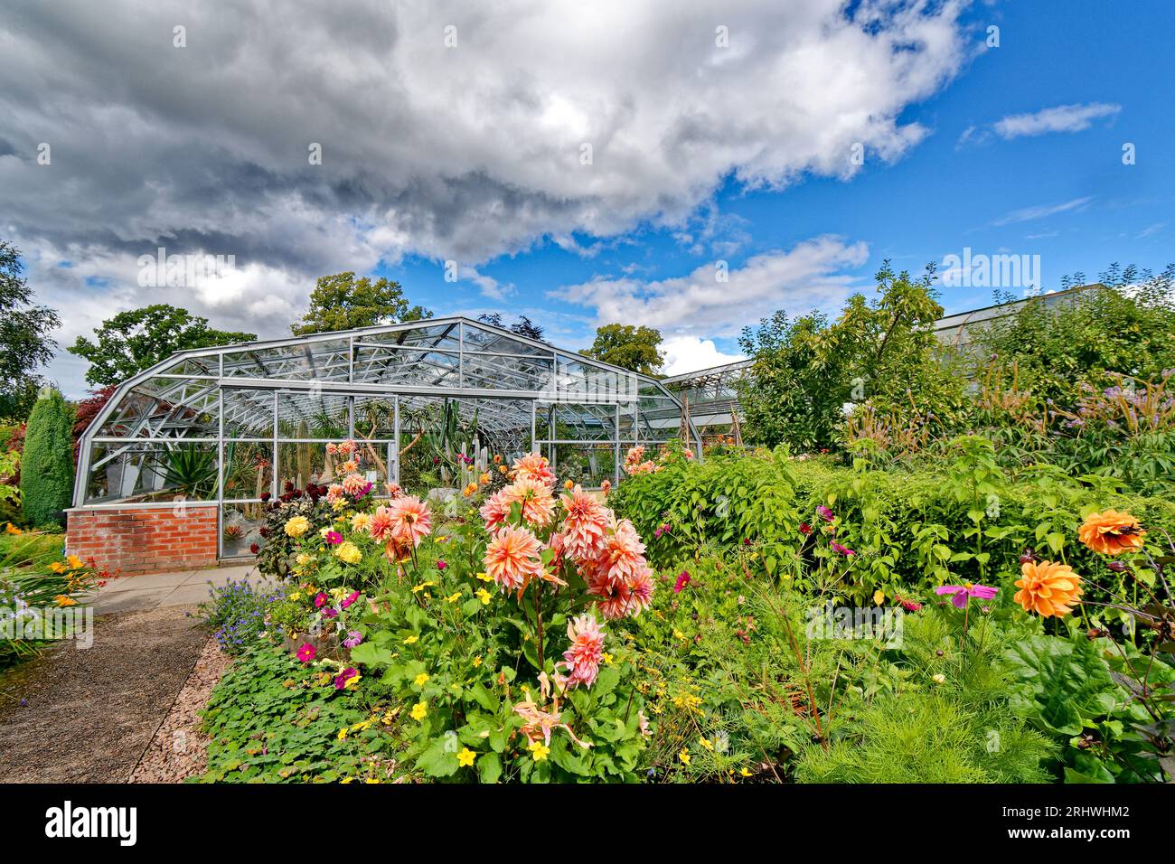 Inverness Botanic Gardens Dahlia blüht im Sommer vor dem Cactus House Stockfoto