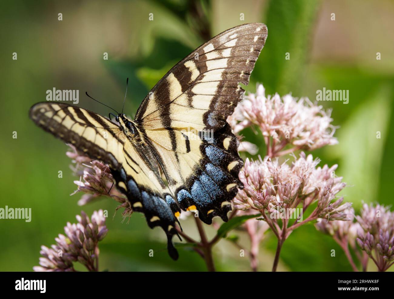 Östlicher Tigerschwalbenschwanz (Papilio glaucus) - Hall County, Georgia. Ein Tiger-Schwalbenschwanz sondiert die Blüte von Joe-Pye-Unkraut, das Nektar sammelt. Stockfoto