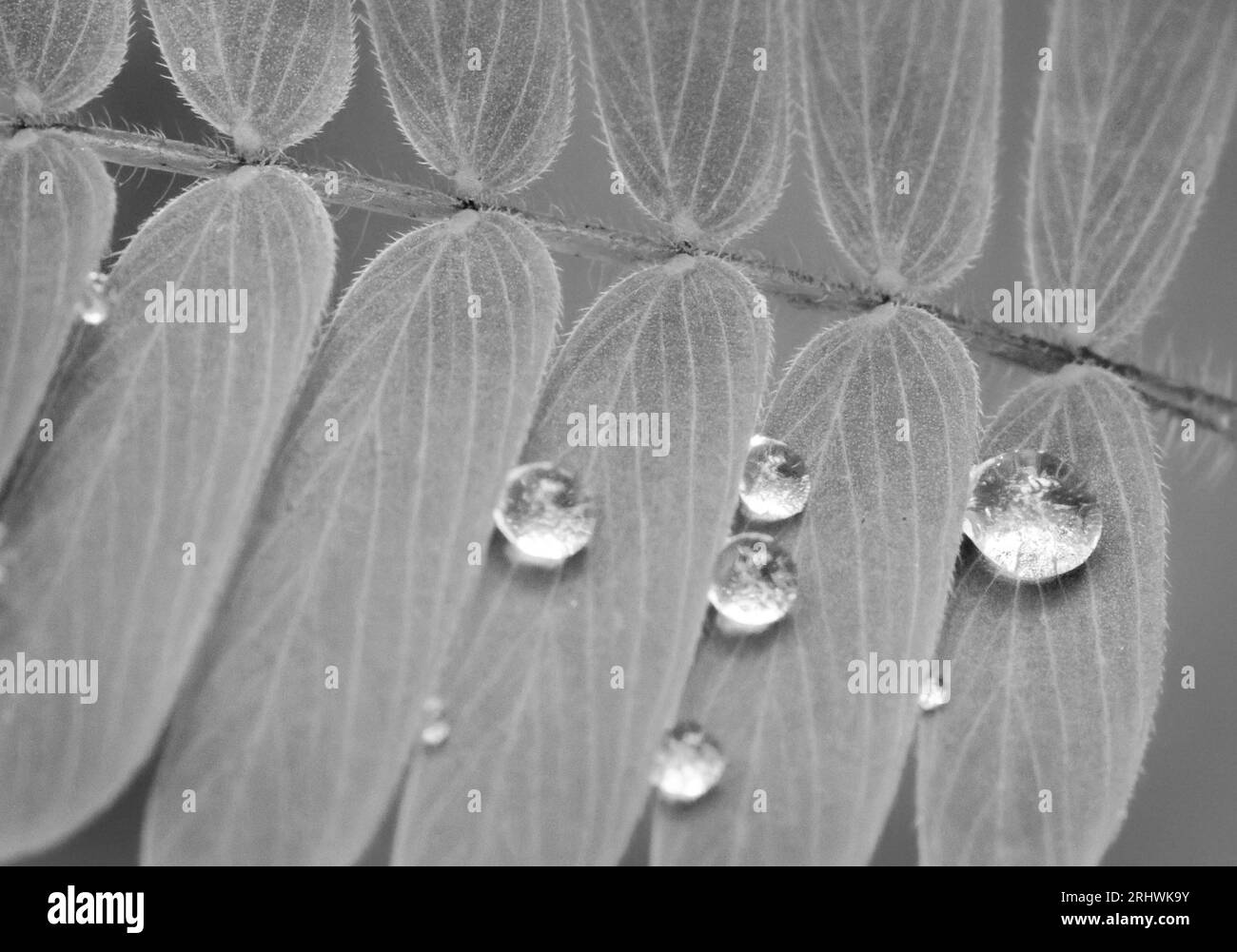 Wassertropfen hängen an den Blättern einer Rebhuhn-Erbse. Stockfoto