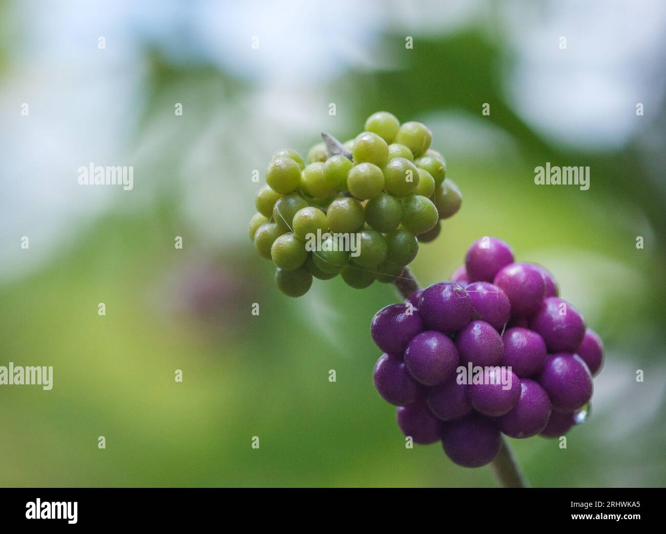 American Beautyberry (Callicarpa americana) - Hall County, Georgia. Die kontrastierenden Farben von Grün und Lila von unreifen und Reifen Früchten der Amerikaner Stockfoto