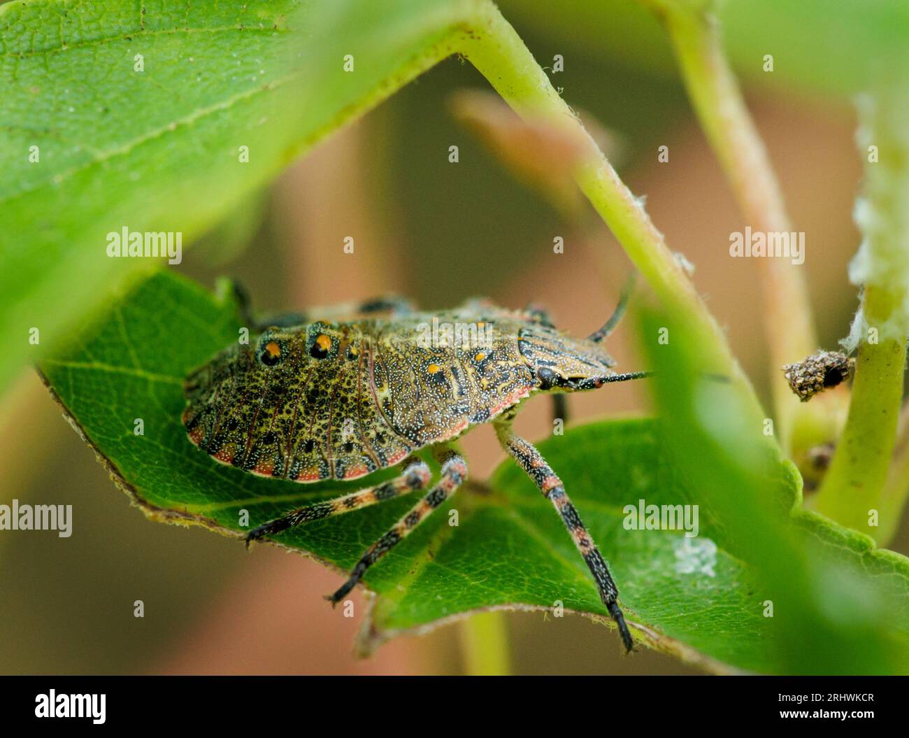 Ein stinkender Bug sitzt in dem Schatten, der von den Blättern eines Ahornbaums erzeugt wird. Stockfoto