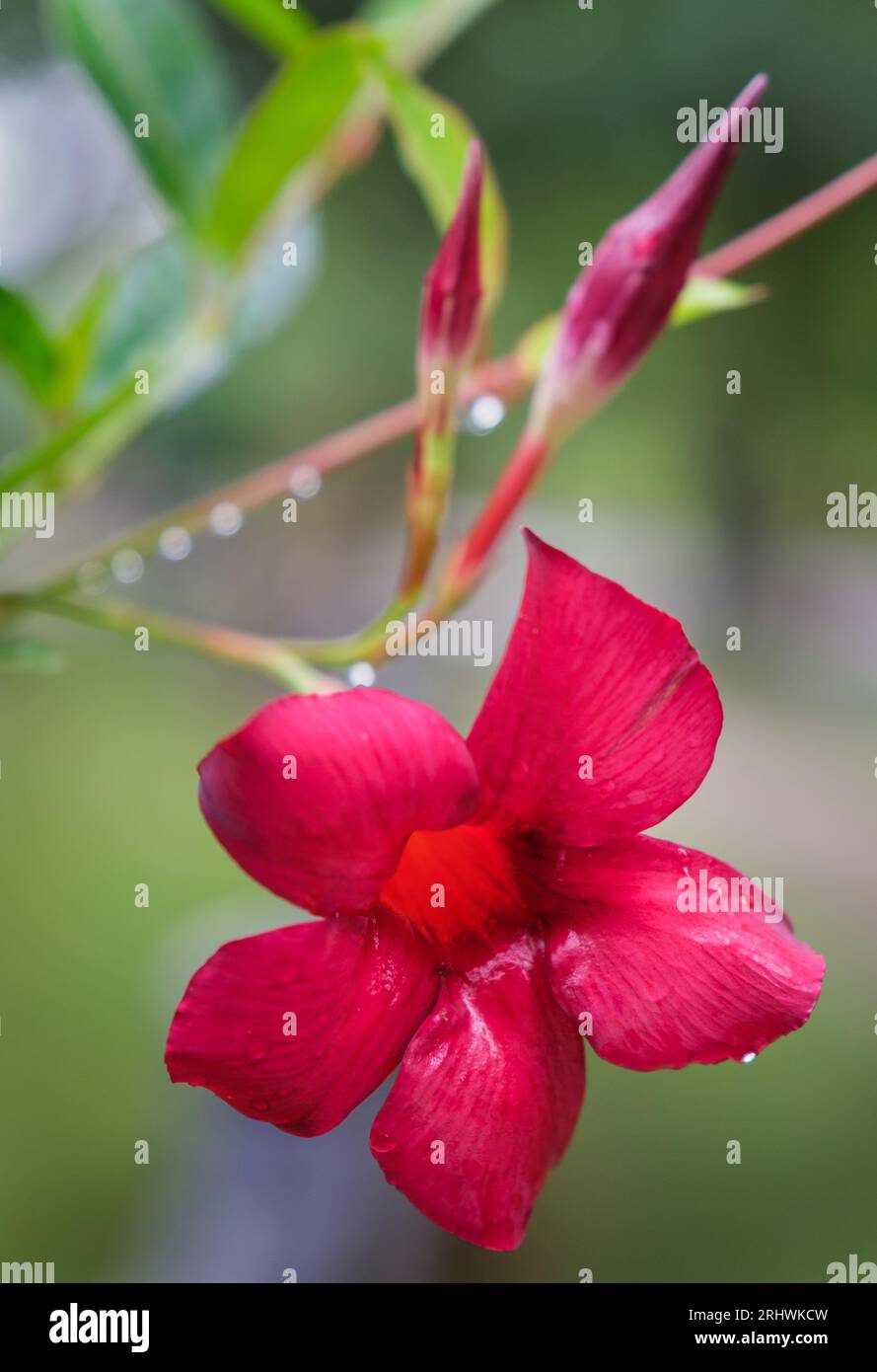 Brasilianischer Jasmin (Mandevilla sanderi) - Hall County, Georgia. Die Blüte eines roten brasilianischen Jasmins tropft nach einem nächtlichen Regen. Stockfoto