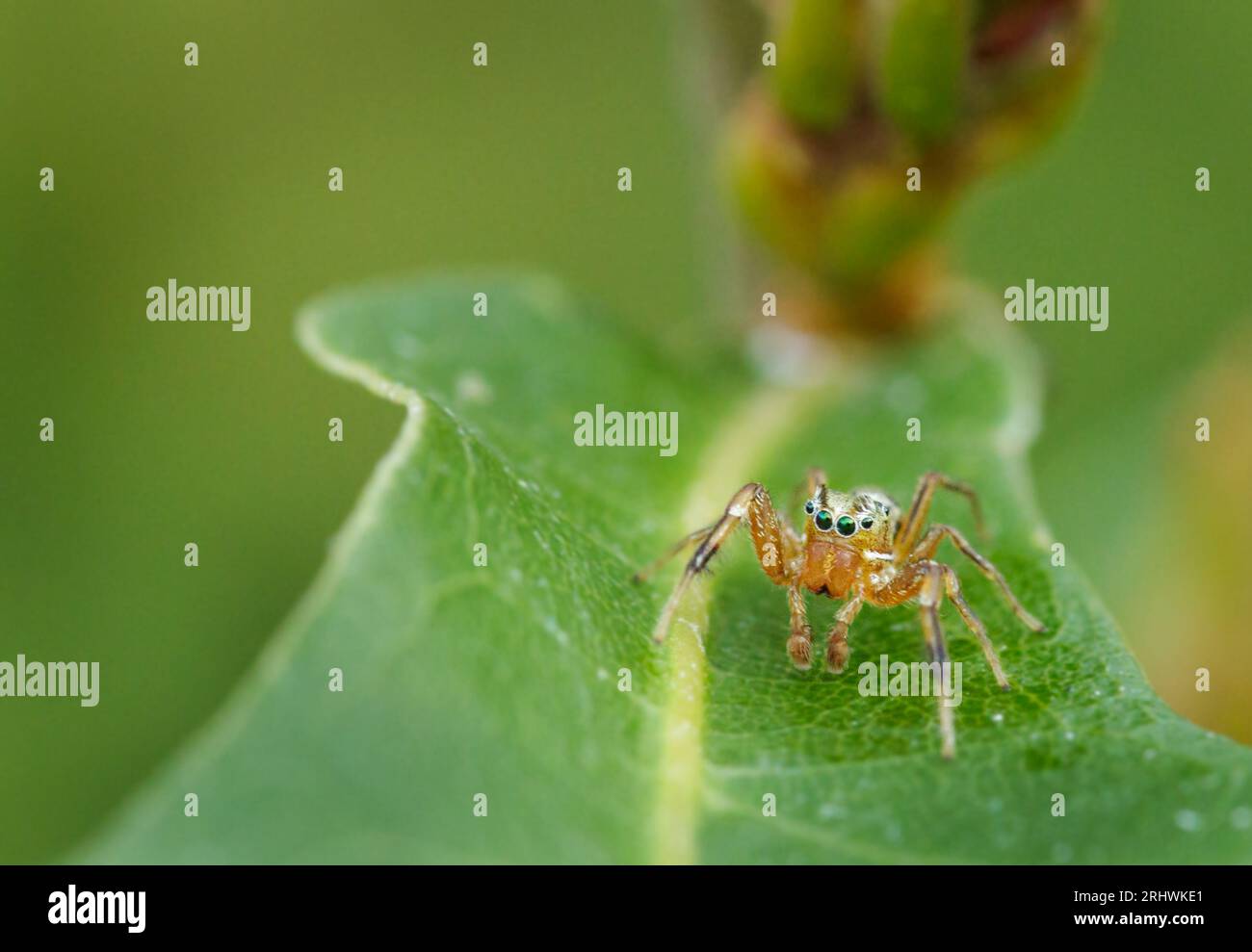 Eine männliche Spinnenuhr beobachtet aus dem Blatt einer Pflanze. Stockfoto