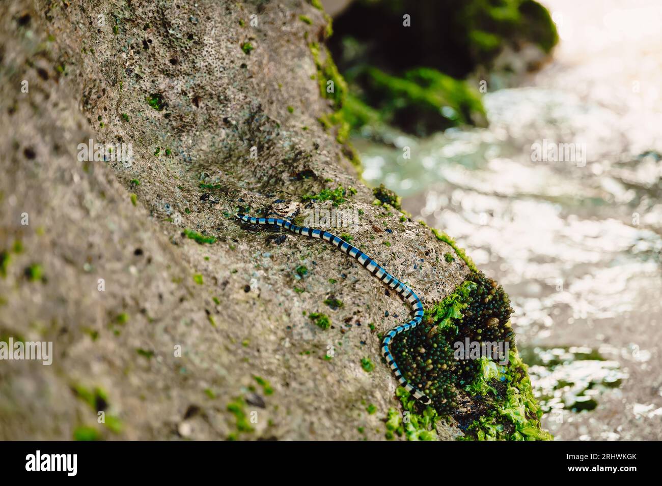 Giftiges Reptil im Freien. Gefährliche Seeschlange Krait auf Stein. Stockfoto