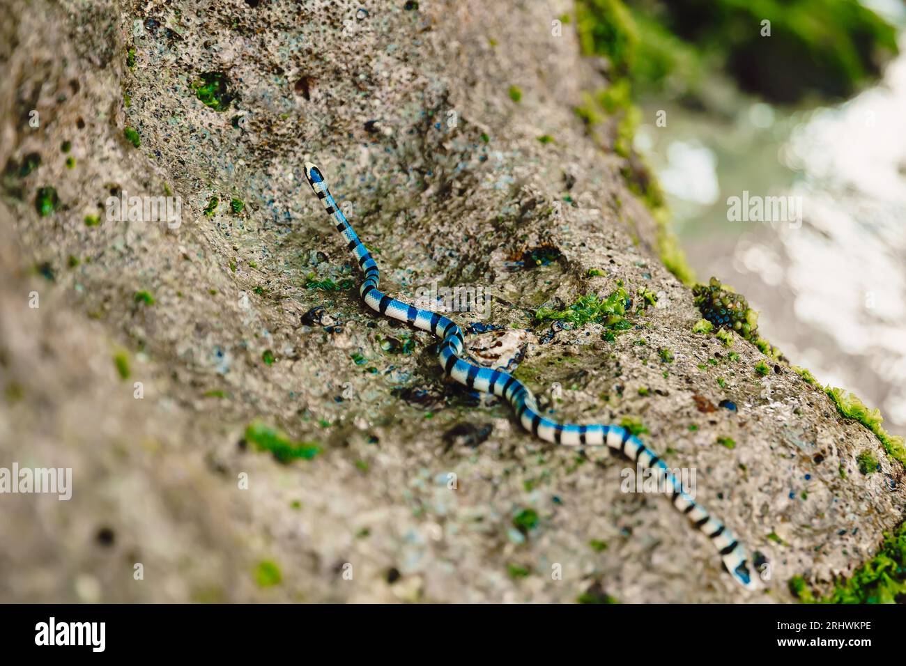 Gefährliche MeeresschlangenKrait auf Stein in Tropen. Giftiges Reptil im Freien Stockfoto