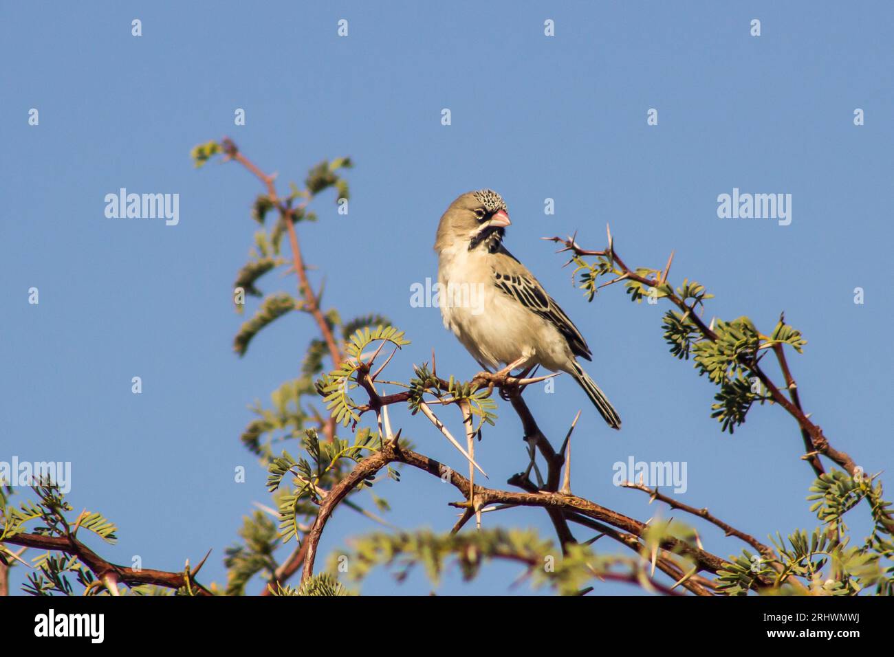 Sporopipes squamifrons, ein Schuppengefiederter Weaver, thront inmitten der Dornen eines Kameldornbaums im Kgalagadi-Nationalpark in Südafrika Stockfoto