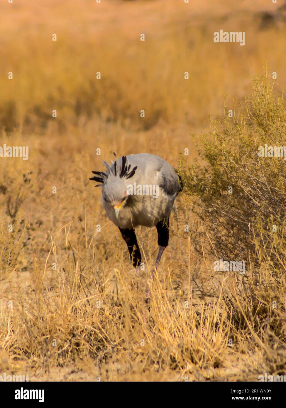 Ein Sekretär-Vogel, der sich in den Gräsern der Sandsavanne der Kalahari-Wüste in Südafrika ernährt Stockfoto