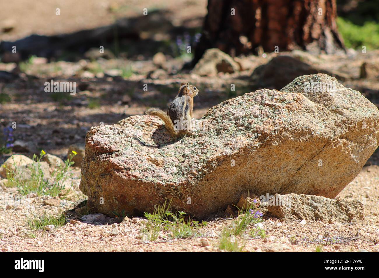 Chipmunk in den wilden Bergen Estes Park Colorado. Hochwertige Fotos Stockfoto