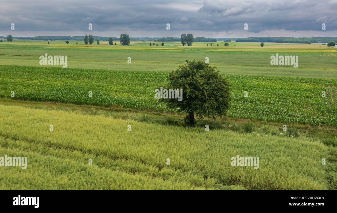 Rapsfeld mit einem einsamen Baum von oben, Woiwodschaft Podlachie, Polen, Europa Stockfoto