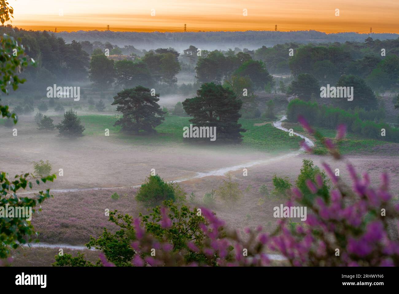 Spektakulärer goldener Sonnenaufgang mit Sonnenstrahlen über dem blühenden Heidekraut, das sich in ein violettes Feld mit einigen dünnen Nebelschichten verwandelte. Stockfoto