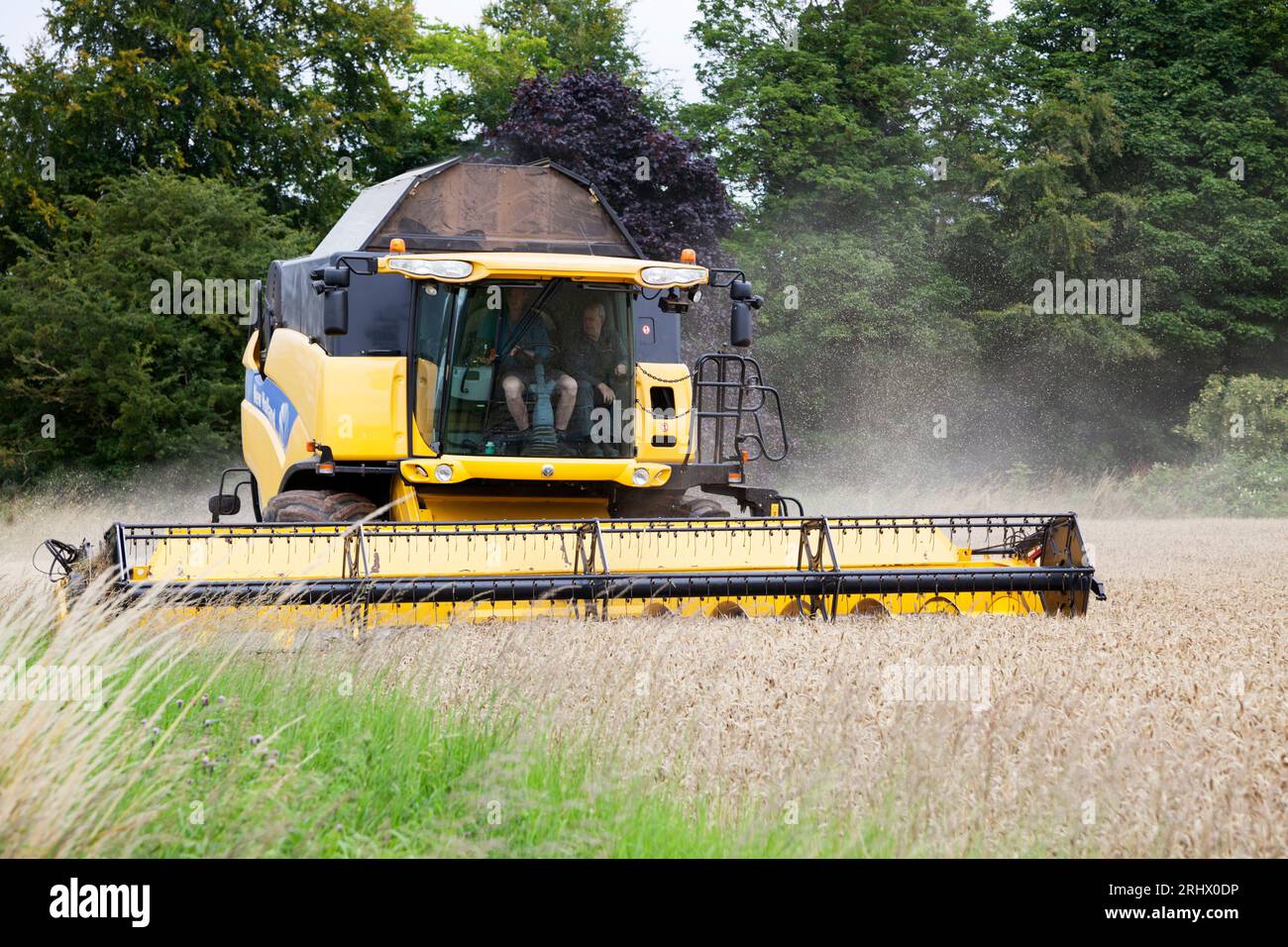 Mähdrescher auf Weizenfeld, Berwickshire, Schottland Stockfoto