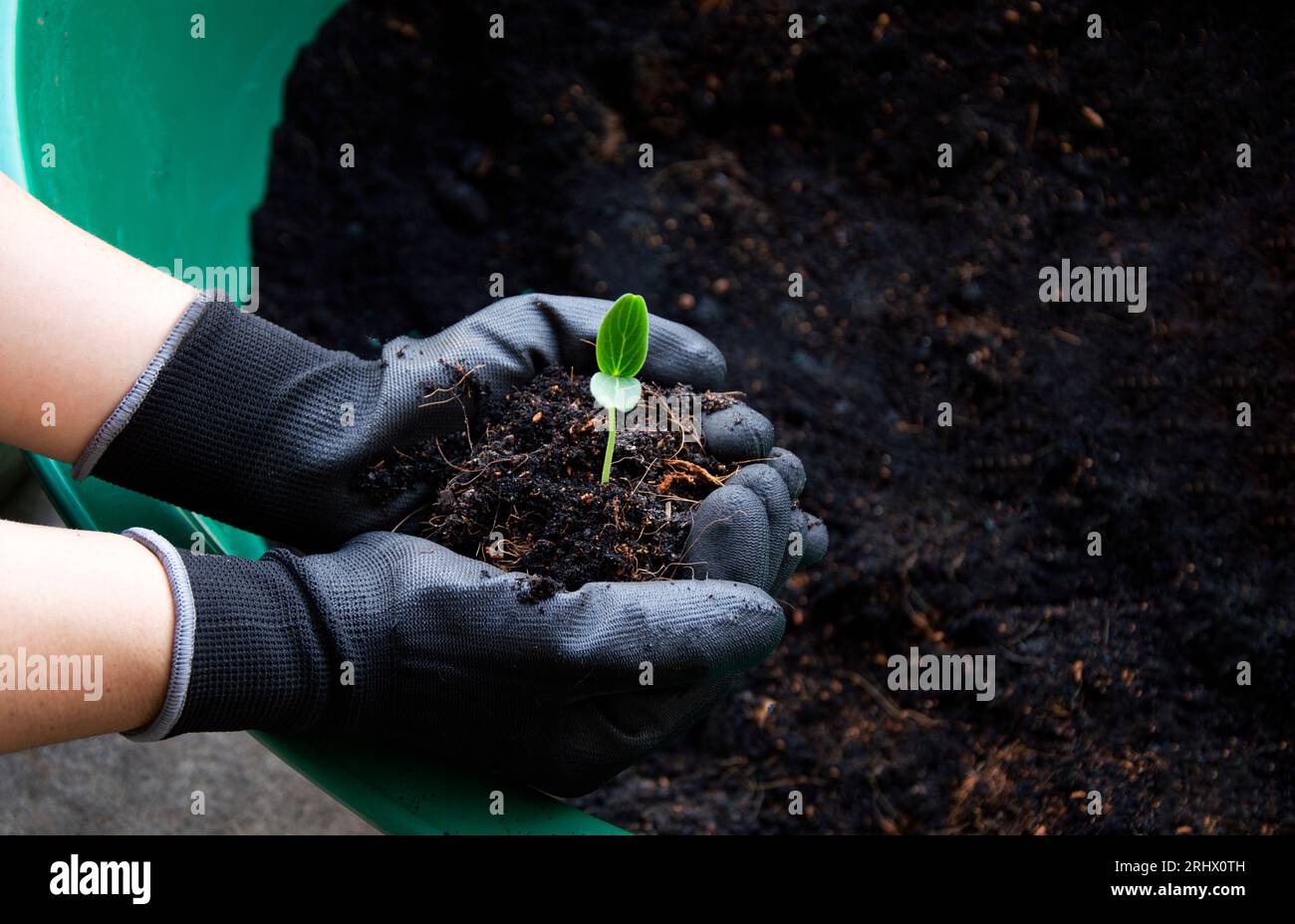 Setzlinge, die die Landwirte in der Hand halten starke Setzlinge, die bereit sind zu Pflanzen Stockfoto