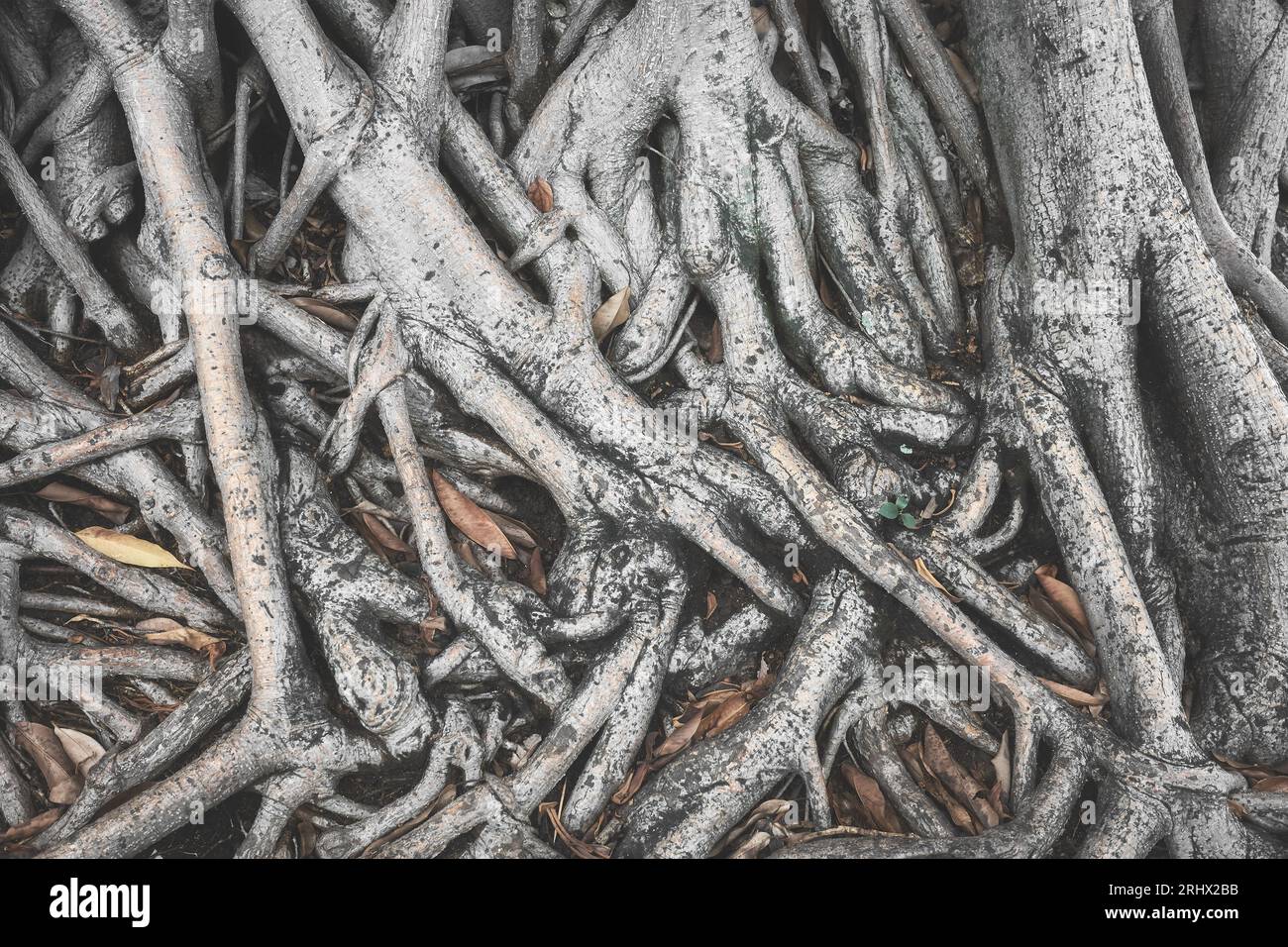 Nahaufnahme von Baumwurzeln, selektiver Fokus, farbiger Naturhintergrund, Ecuador. Stockfoto